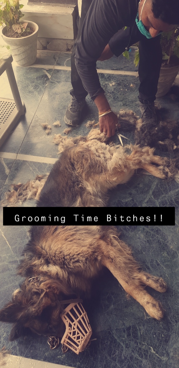 My dog sheds a lot of coat in summers and often accumulates the hair in