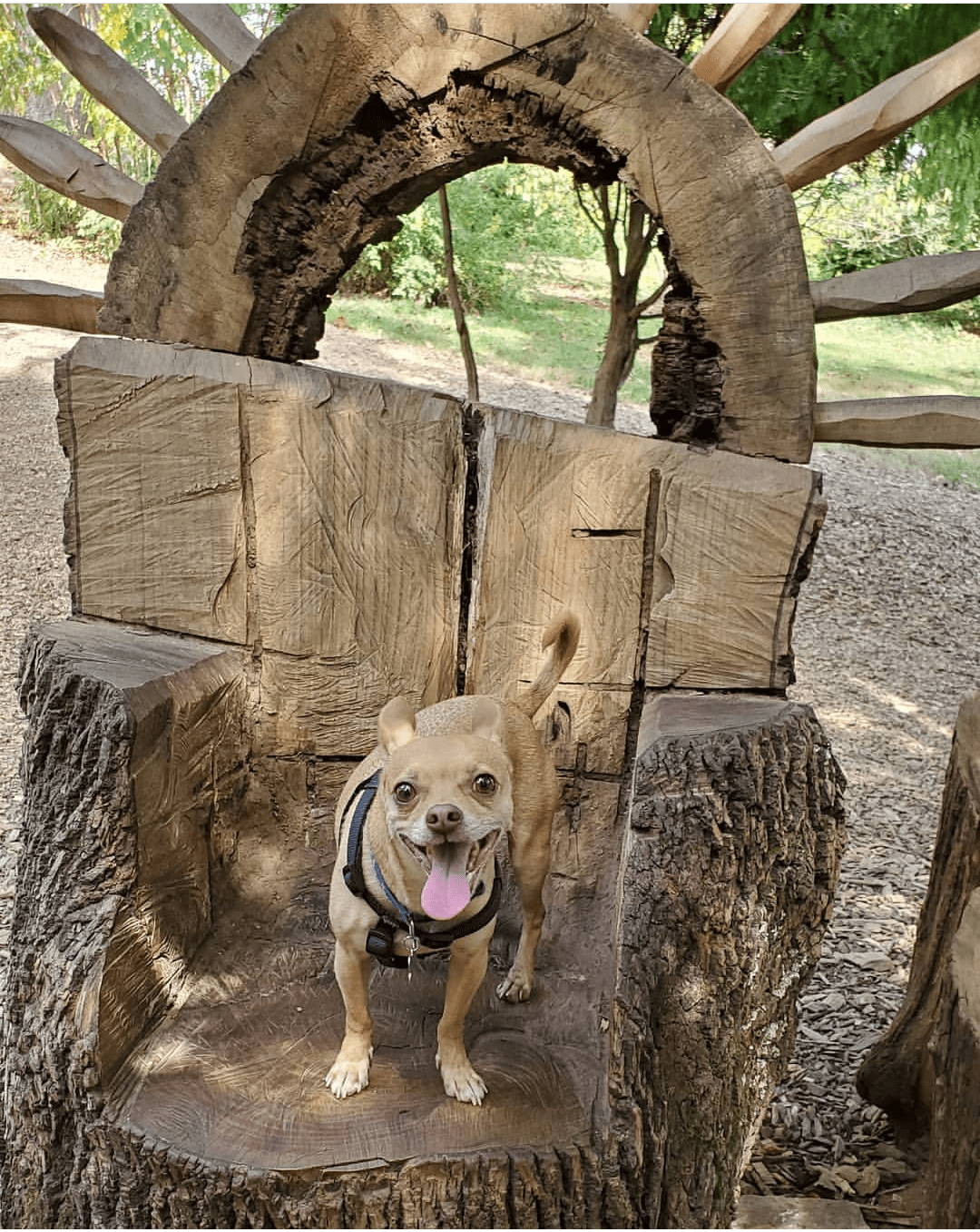 Are Dogs Allowed At Bernheim Forest