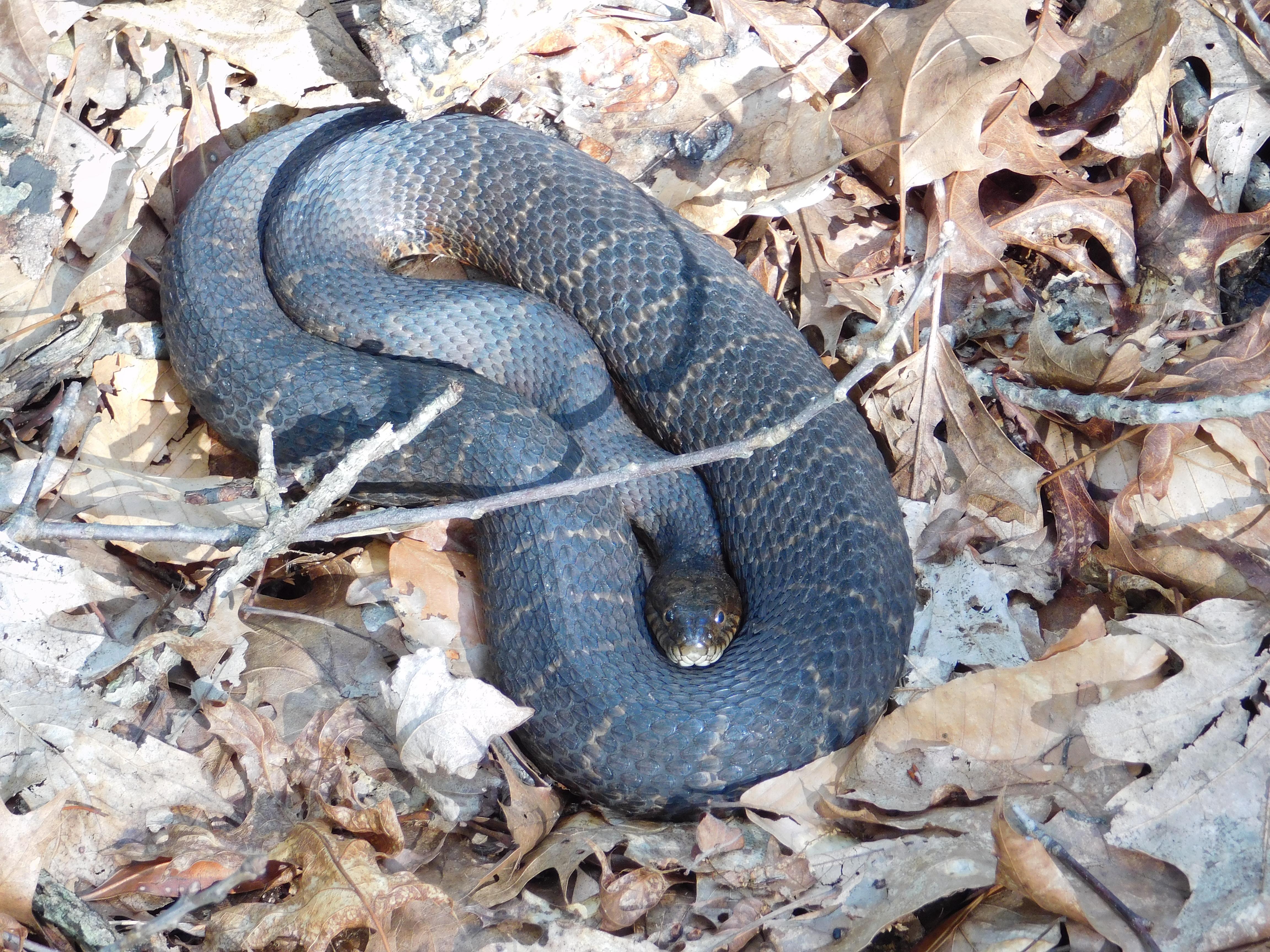 Herpetology The study of amphibians and reptiles