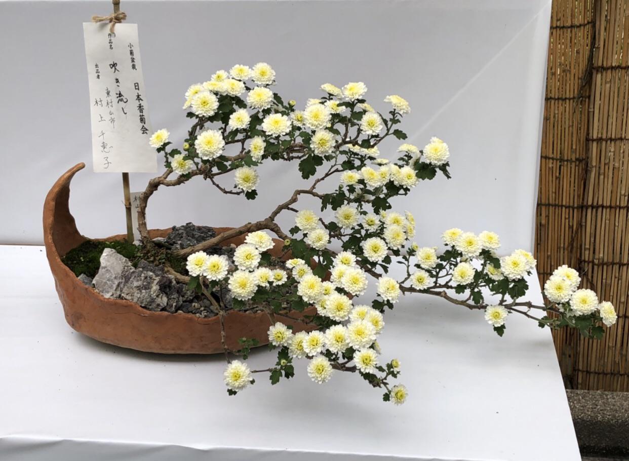 Chrysanthemum bonsai at Meiji Jingu Shrine exhibitionNovember 2019 r