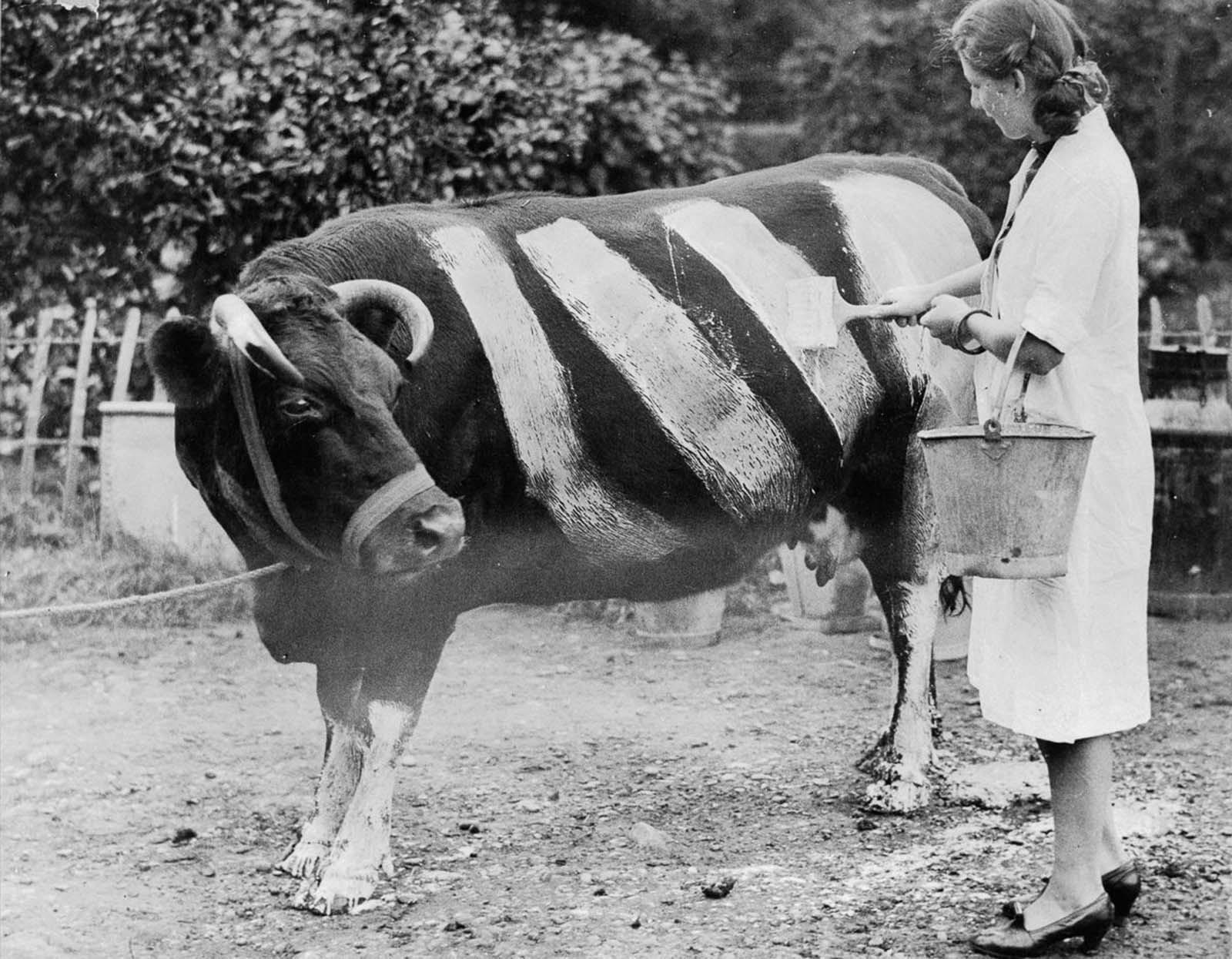 A British farmer paints stripes on her cow to increase its visibility