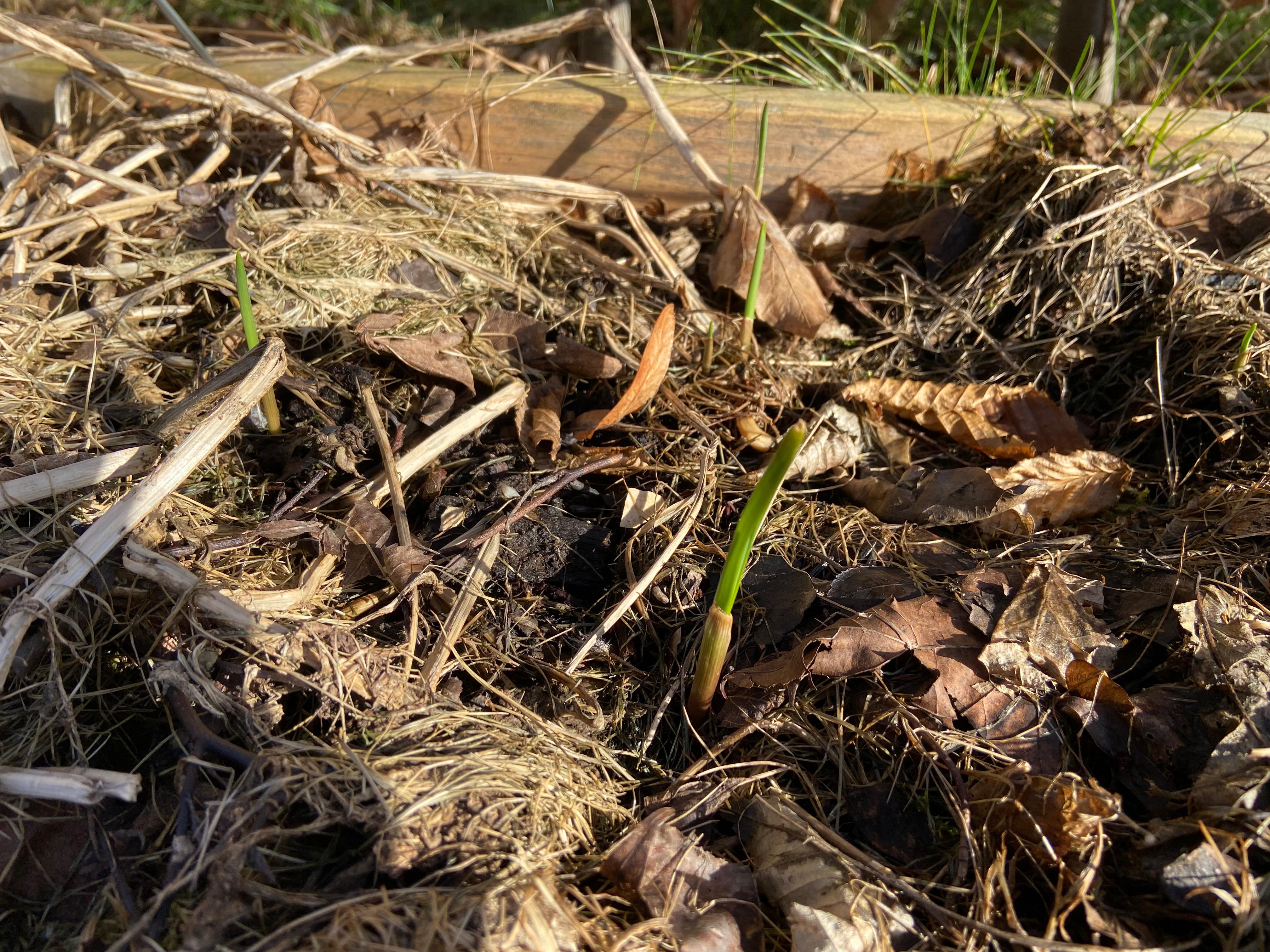 🧄🧄🧄 The garlic is coming! Planted in late December. It's never too late