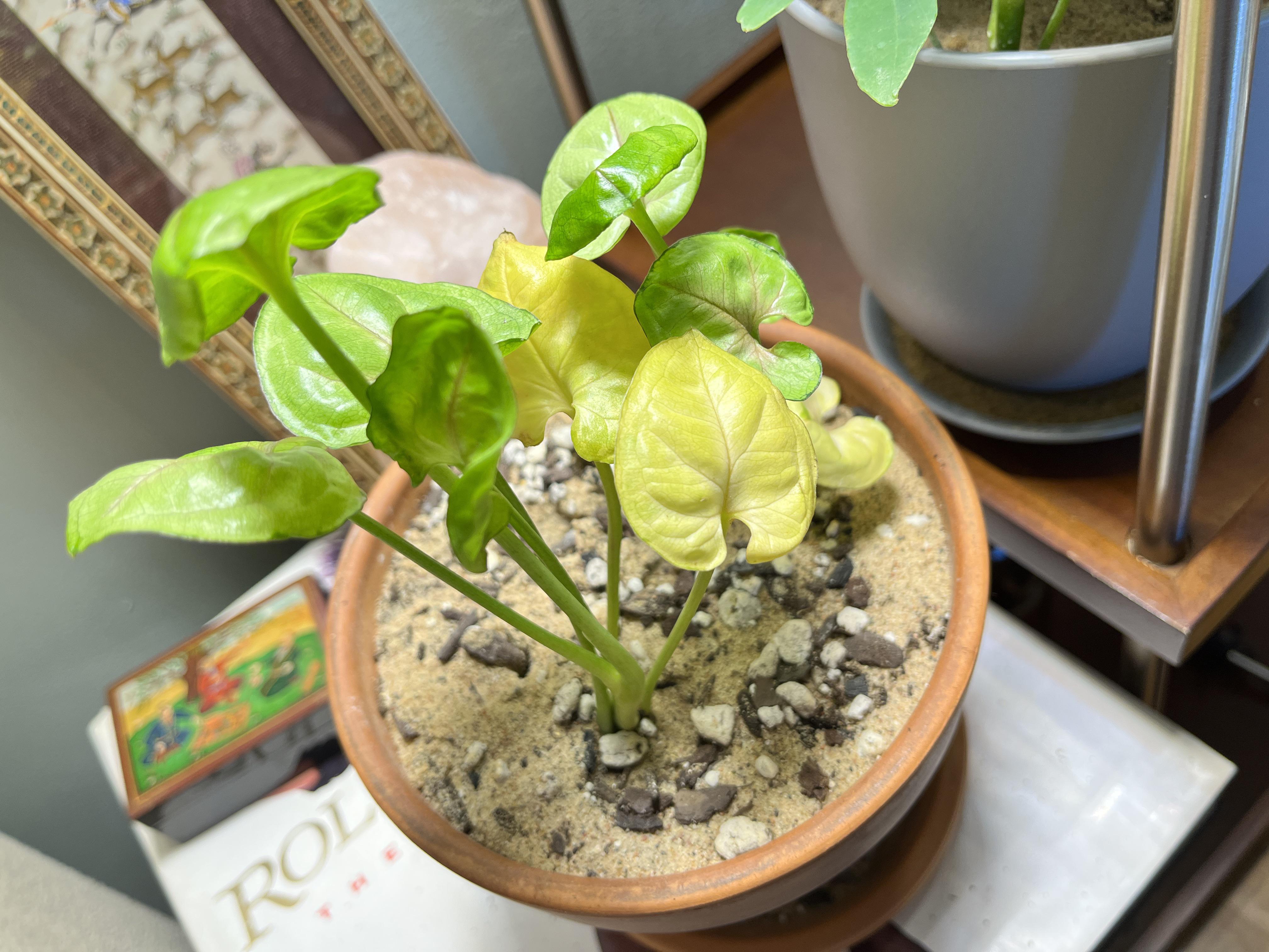 Why is my otherwise healthy Arrowhead suddenly turning leaves yellow