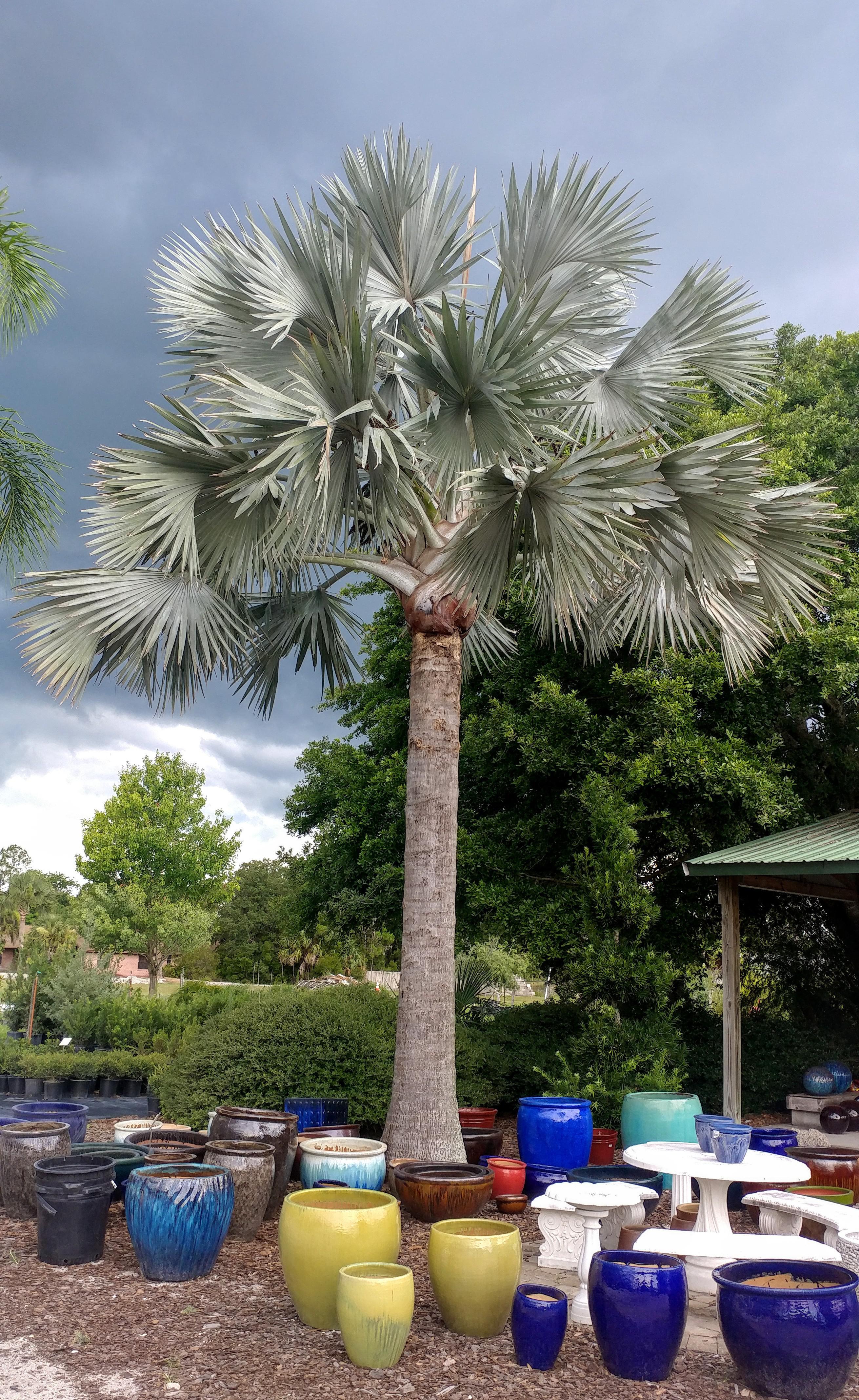 This beautiful Bismarck palm in Ormond Beach, FL. r/palmtalk
