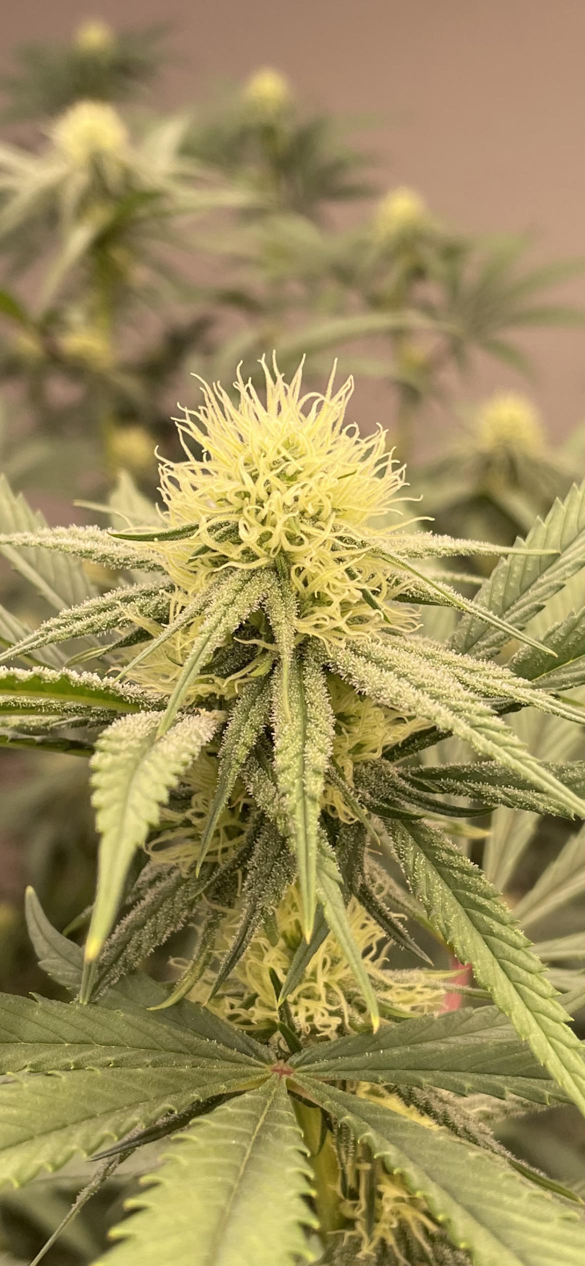 Garlic jelly 4 on its way r/cannabiscultivation