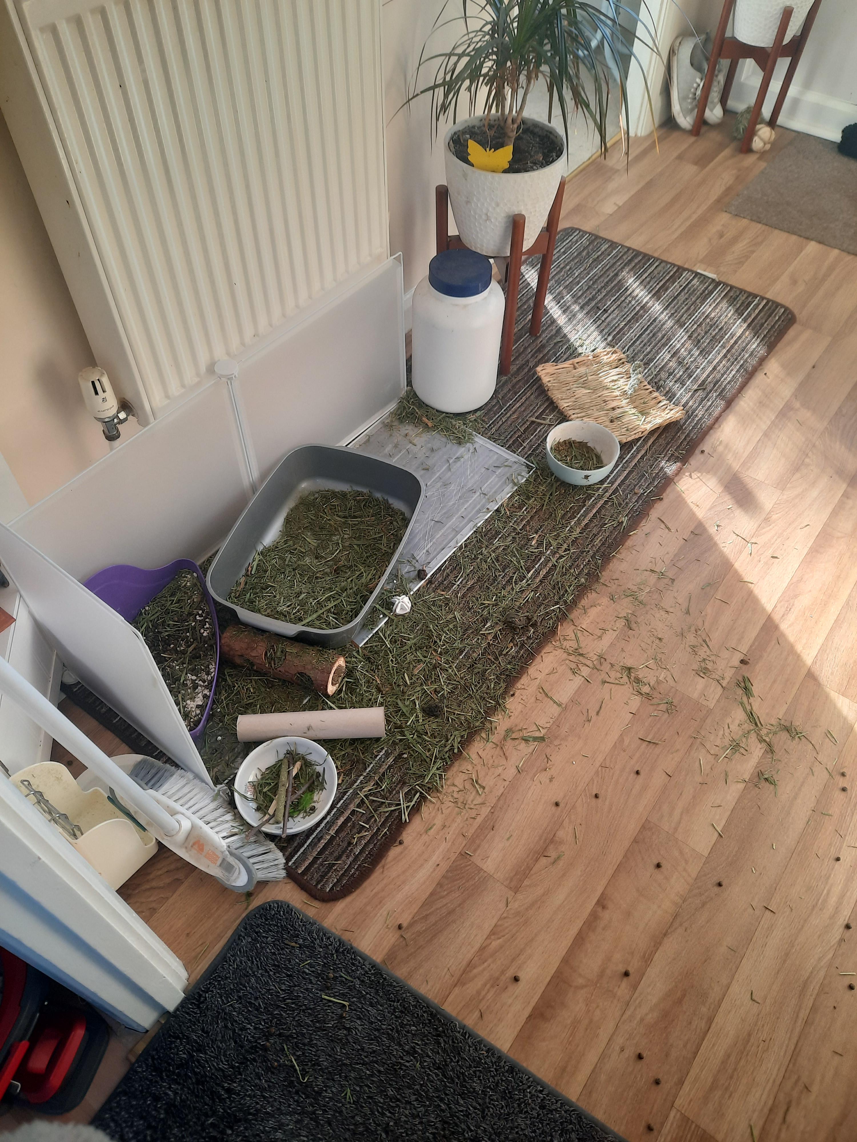 Messy bun.... r/Rabbits