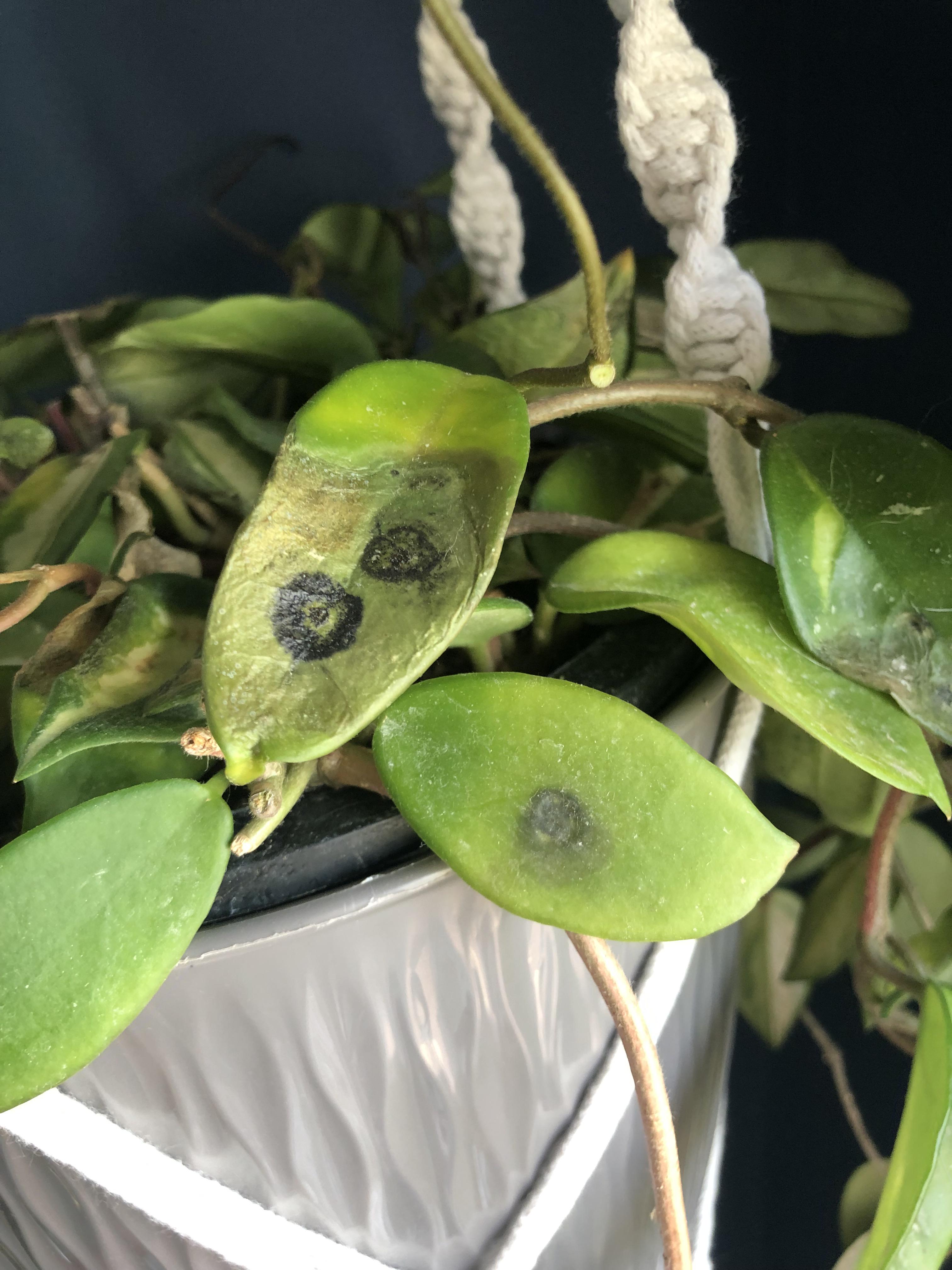 Help! There are black spots on my Hoya Krimson Princess. This started