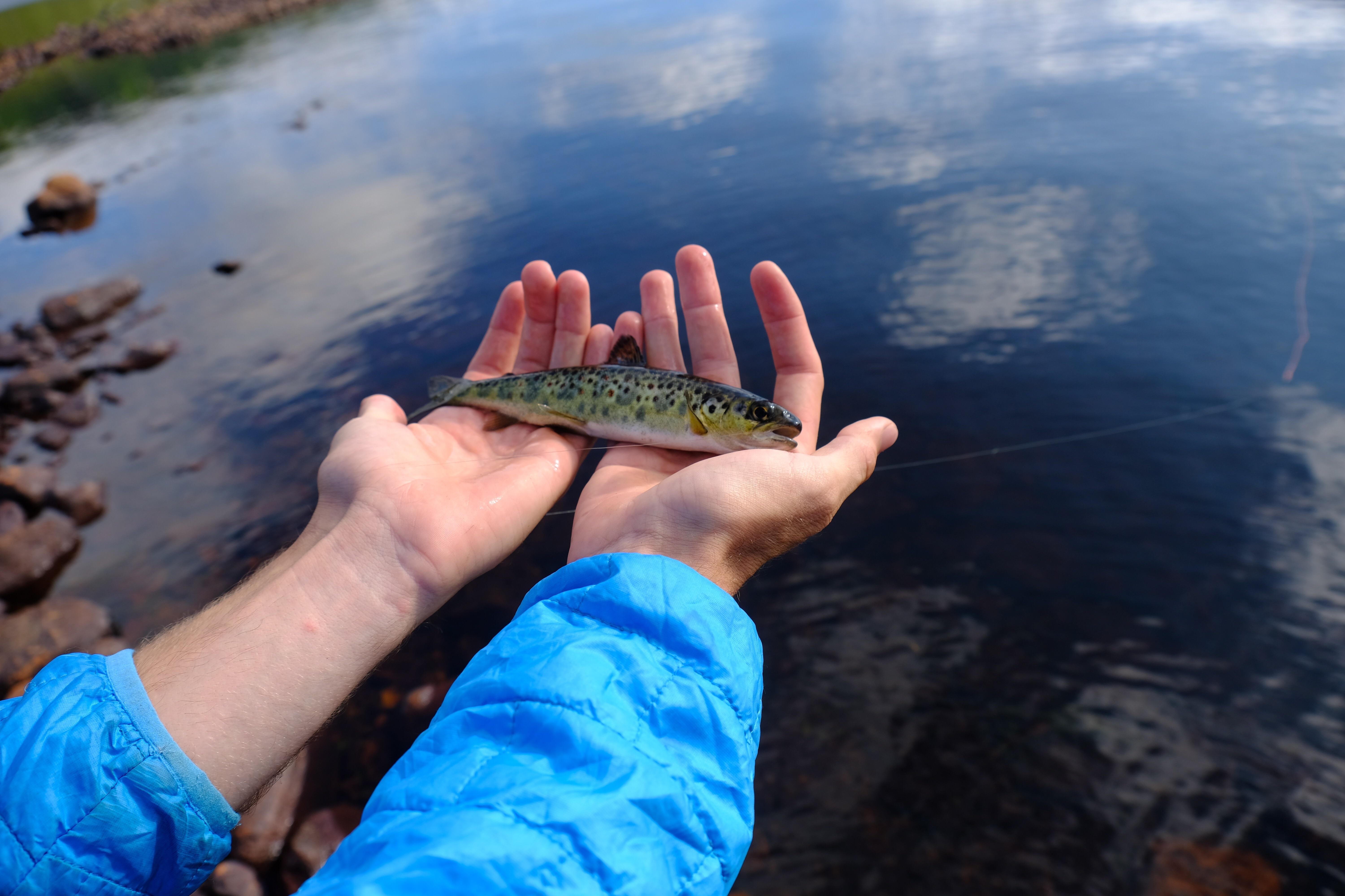 The ouananiche, a landlocked salmon, from Newfoundland r/flyfishing