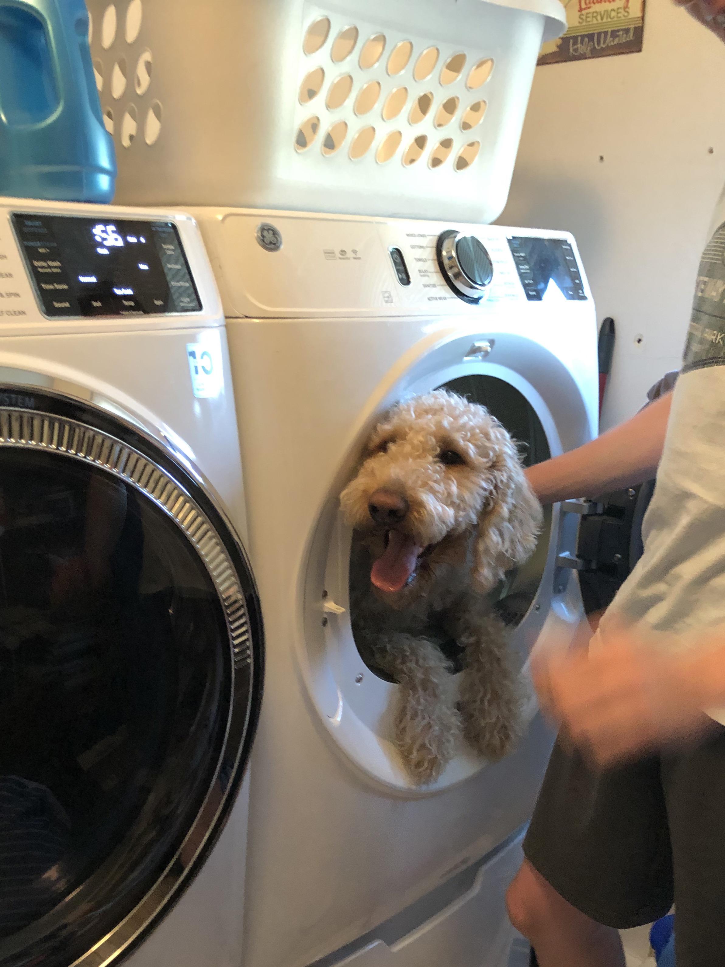 Oakley loves the dryer r/Goldendoodles