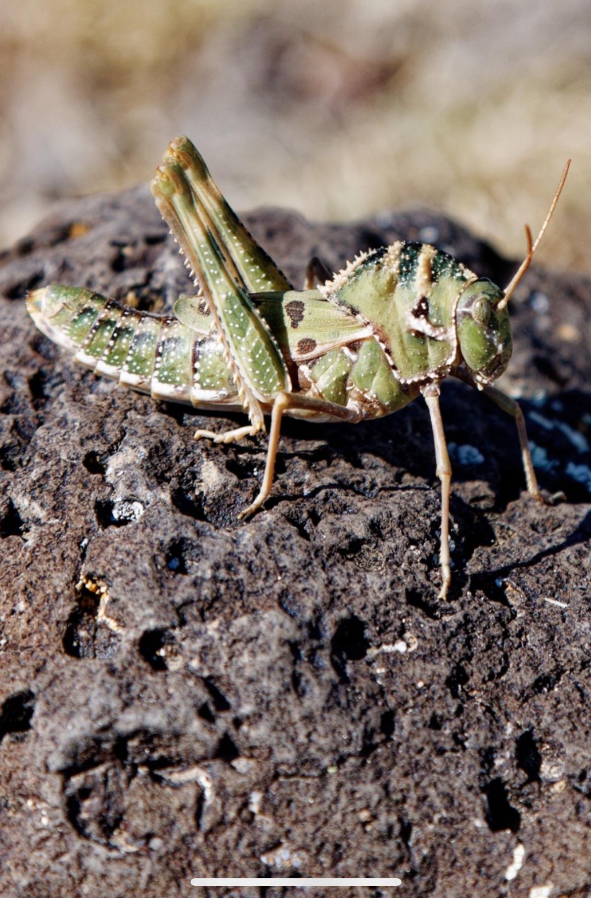 Mystery Hopper r/Entomology