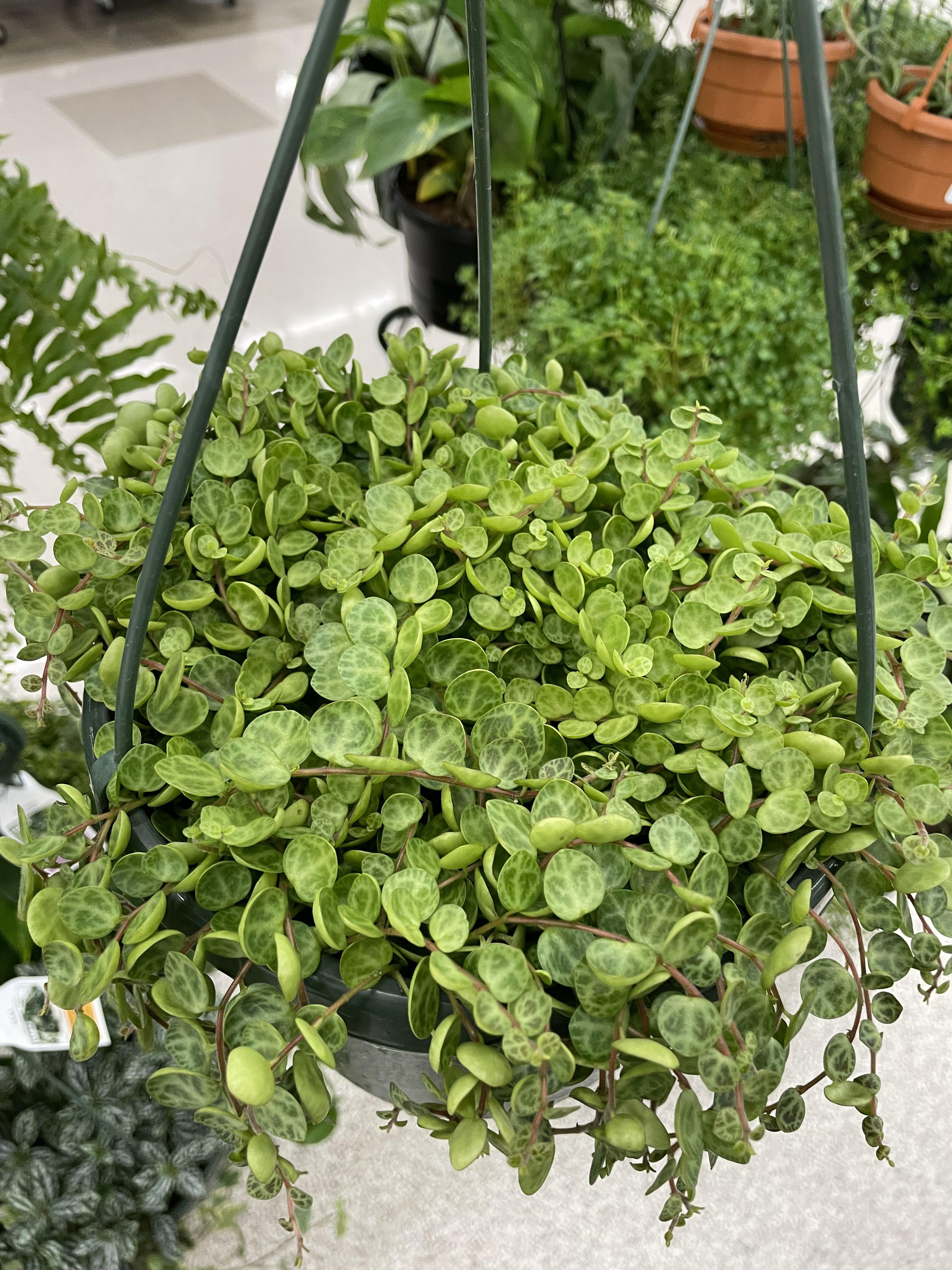 Giant hanging basket for 18 at Meijer (Grand Rapids, MI) r/plantwatch