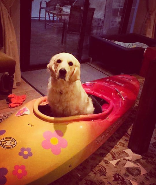 Golden Retriever in a kayak r/Kayaking