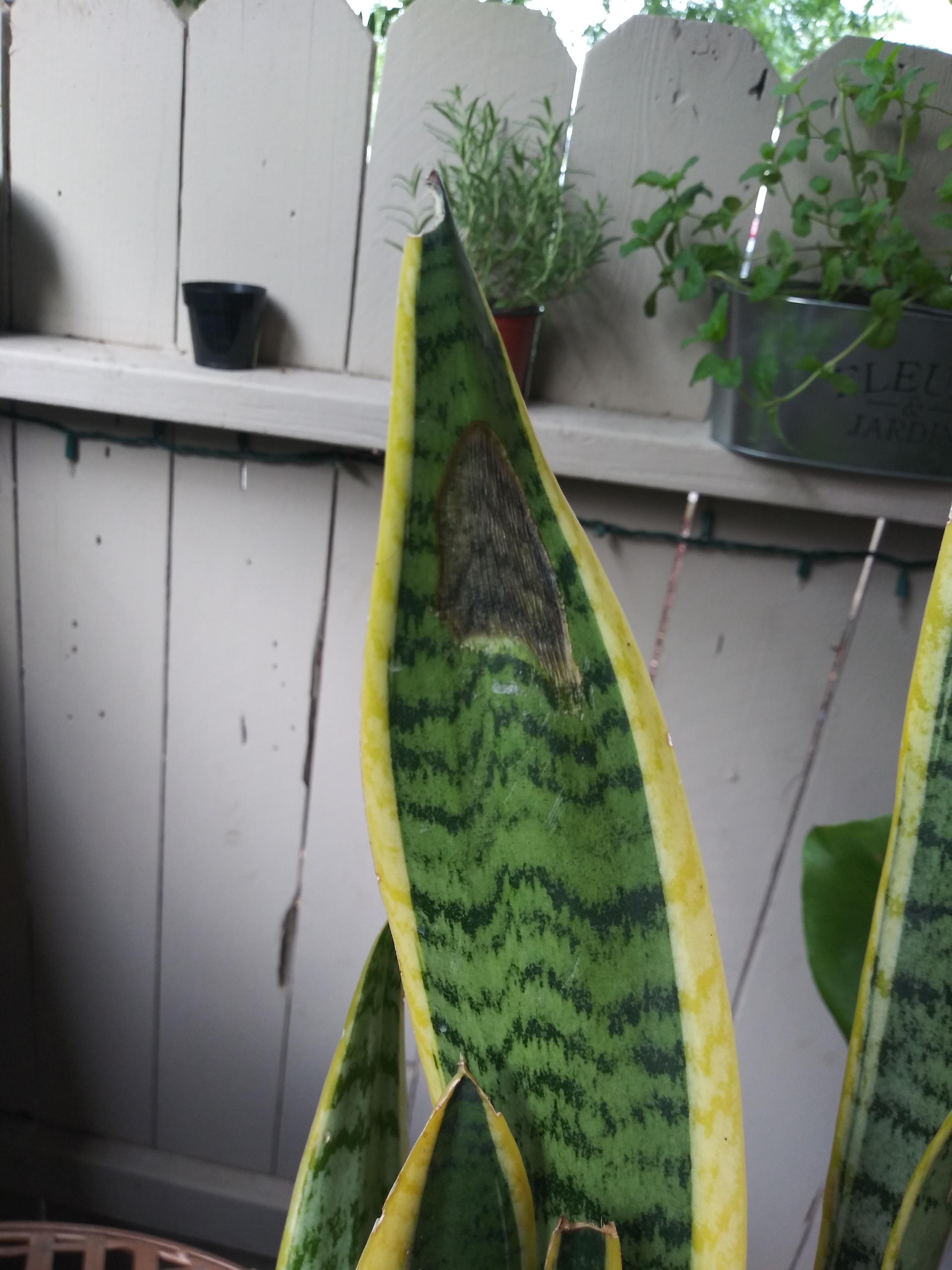 What's this brown spot on my snake plant? It she sunburned? r/plantclinic