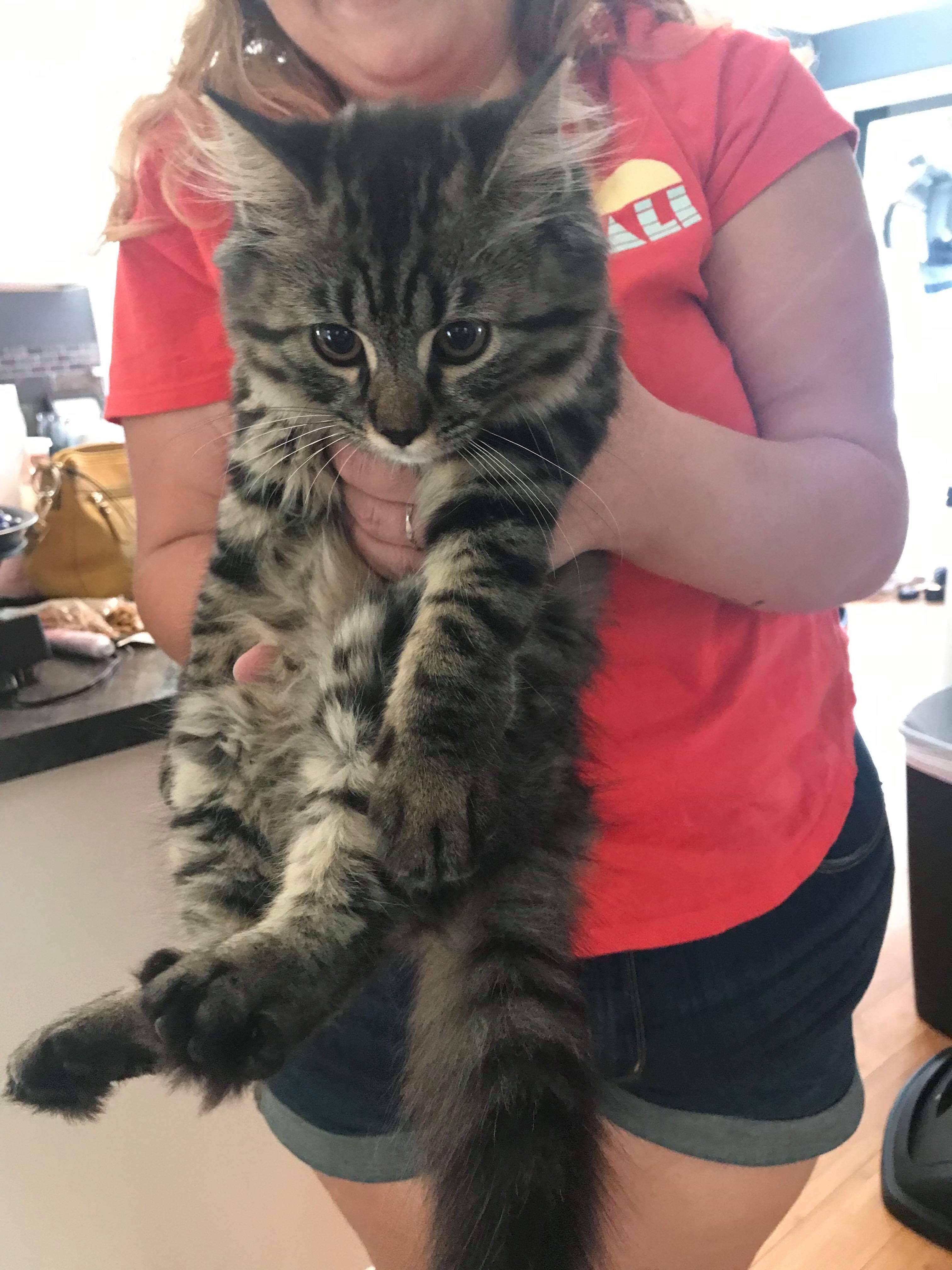 I was told you guys might like Arya. She is a 12 week old Maine coon