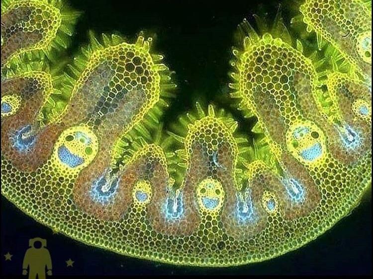 Microscope Plant Cell Real Image Micropedia