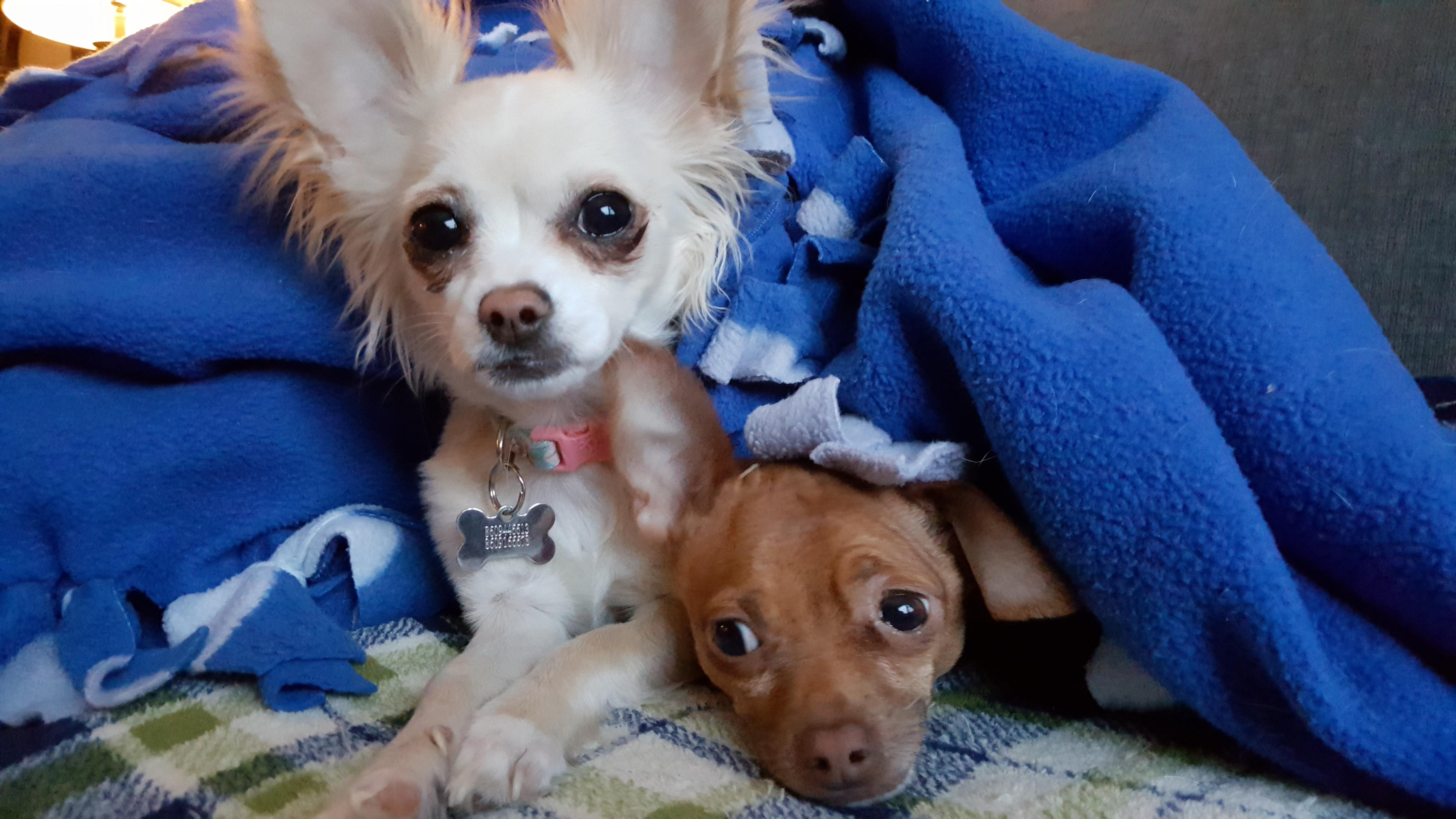Heating pad.... best seat in the house! r/Chihuahua