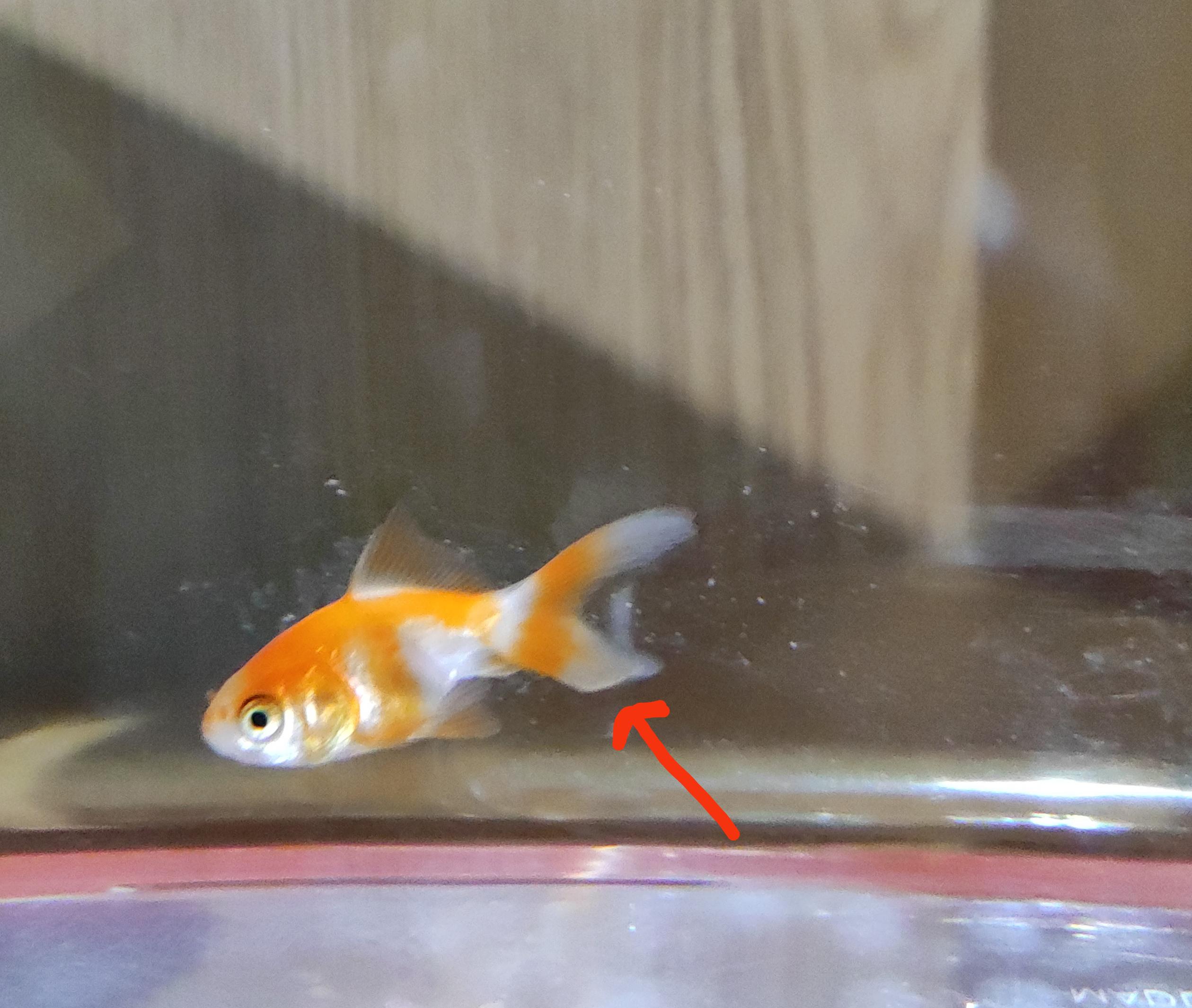 I got a baby fantail and one of its tail ends was cut. There are no