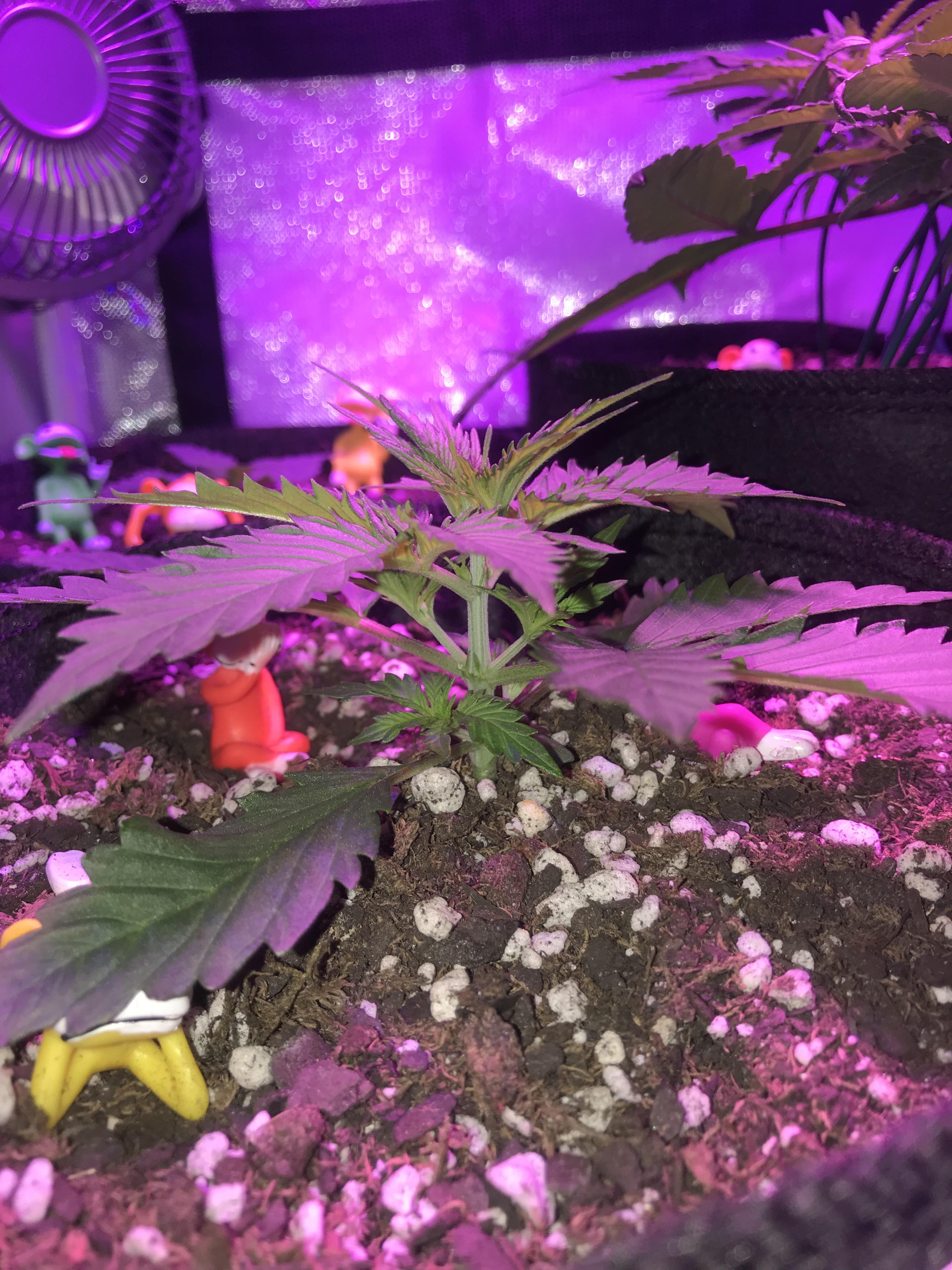 First time growing. Deciding whether I should top. More details in