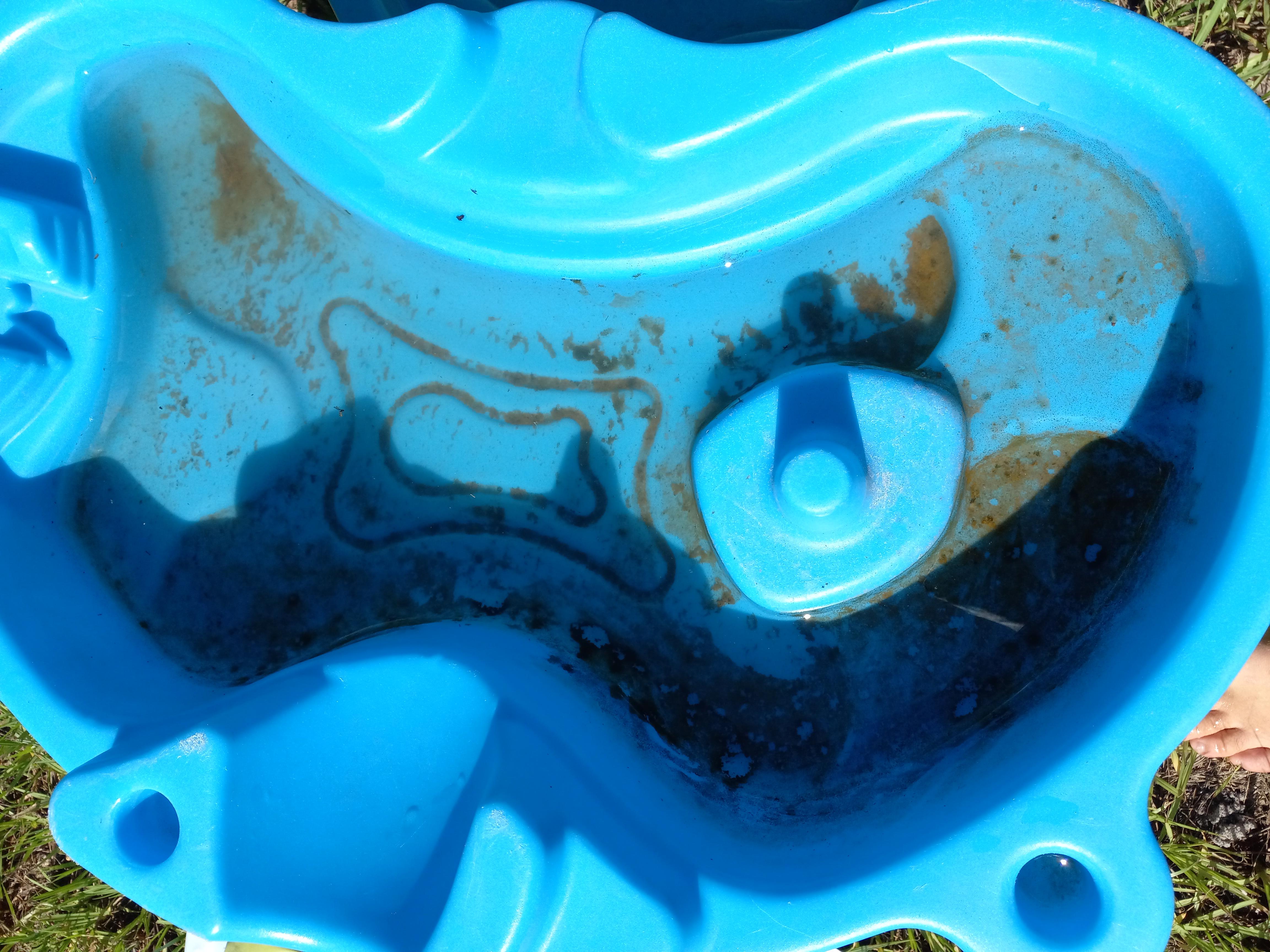 is this mustard algae? is this harmful? found in FL r/algae