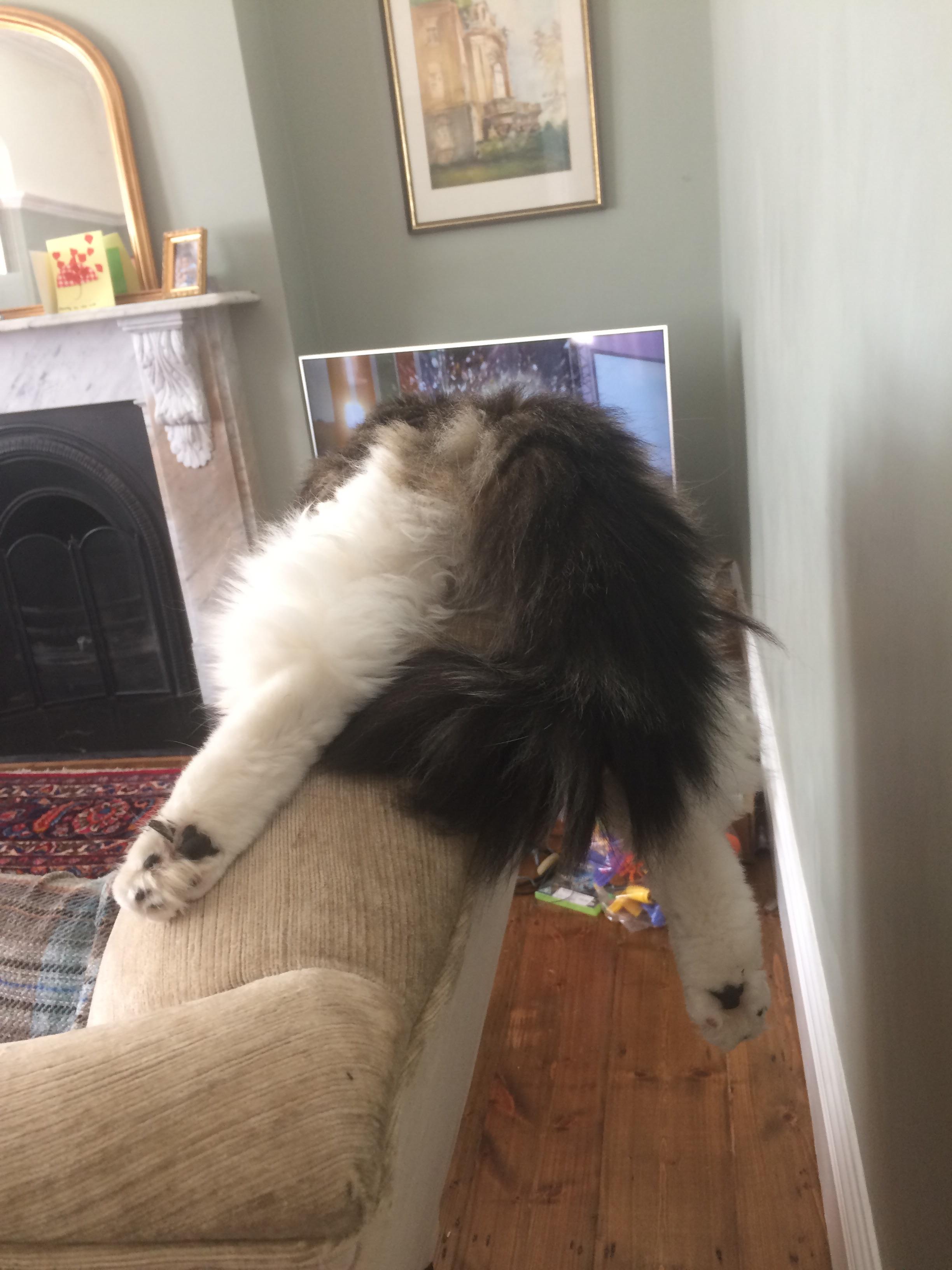 How my cat watches tv. r/aww