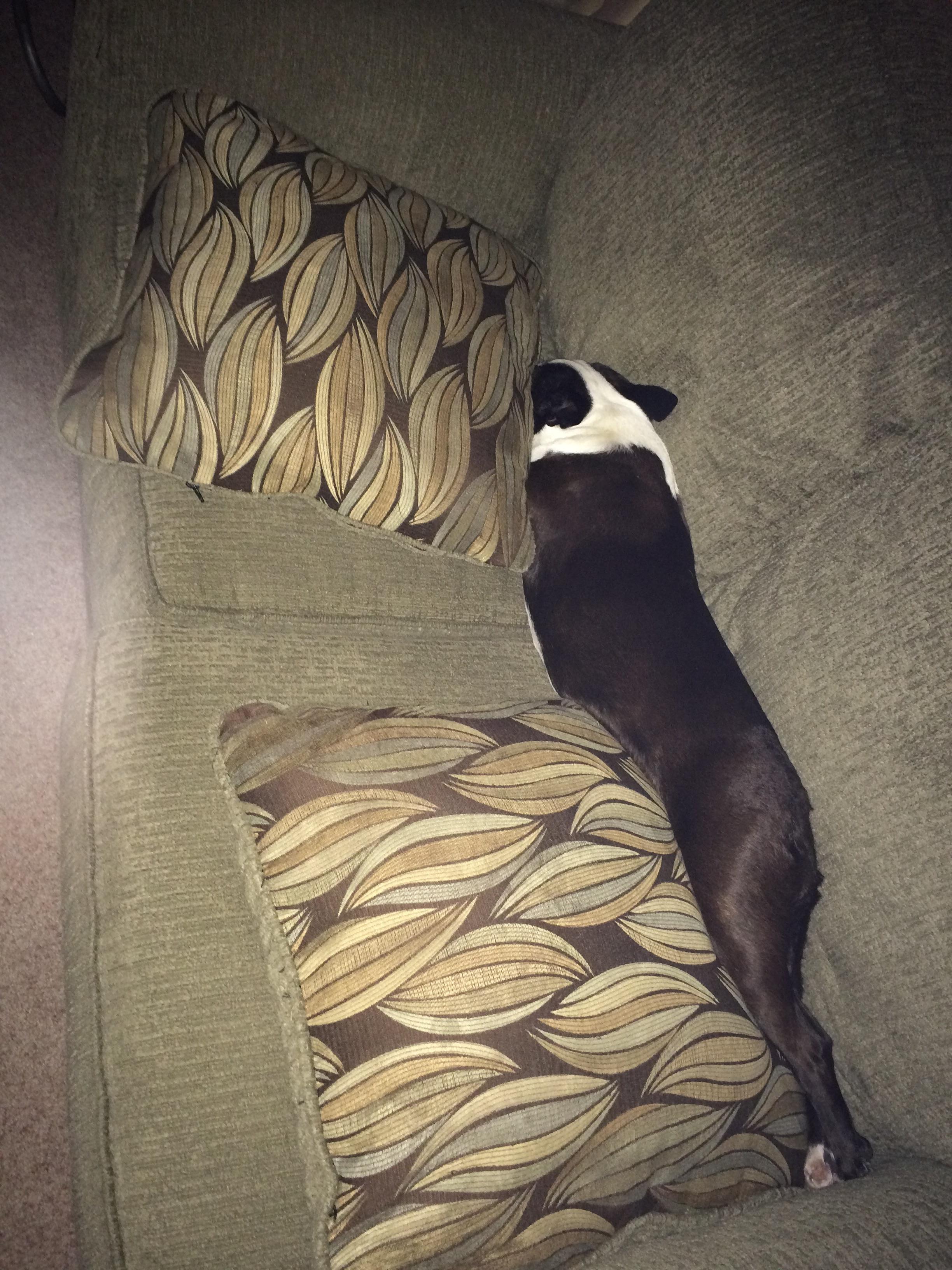 Small dogs CAN take up whole couches. r/BostonTerrier