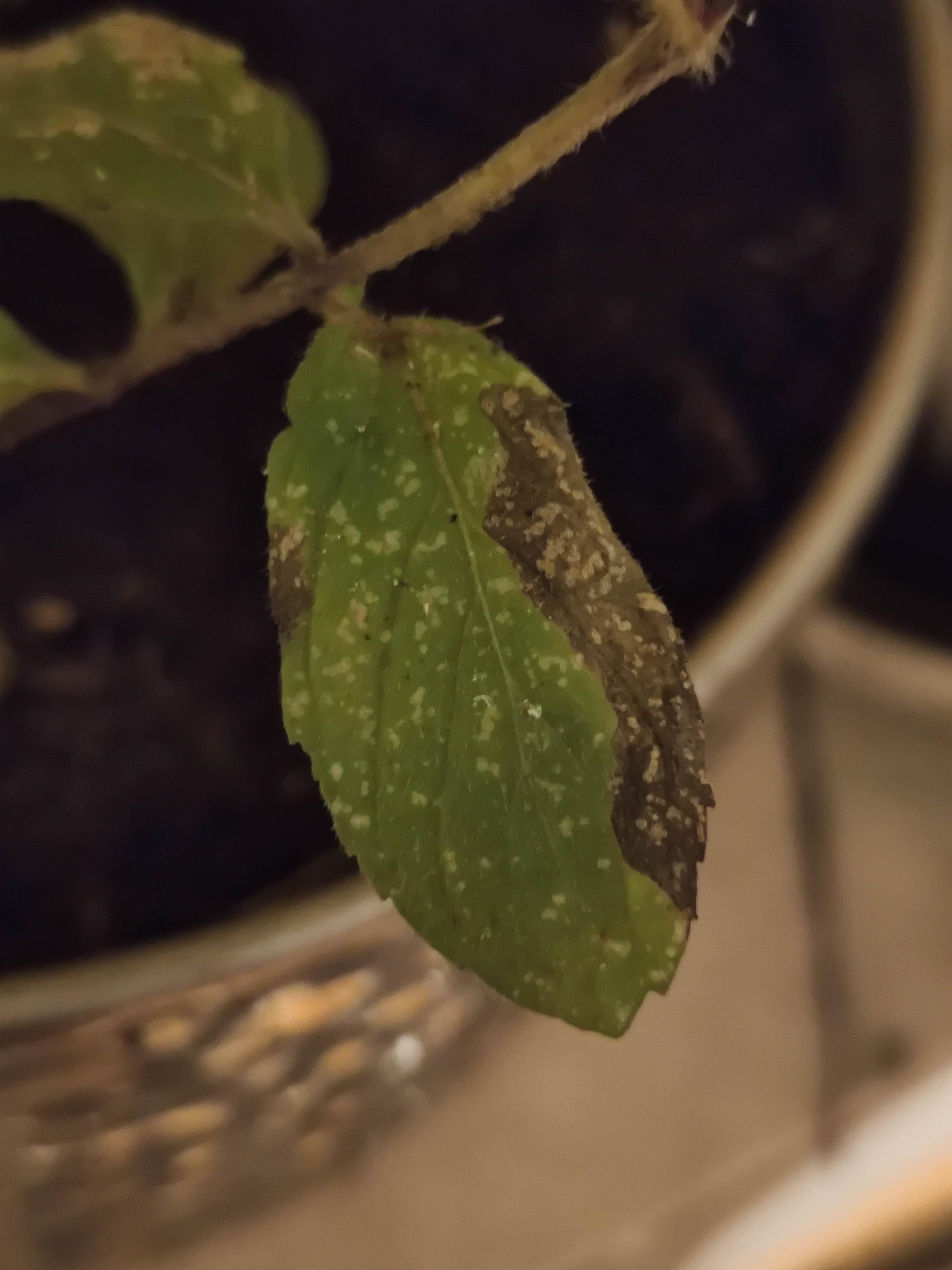 Why is my mint dying? r/gardening