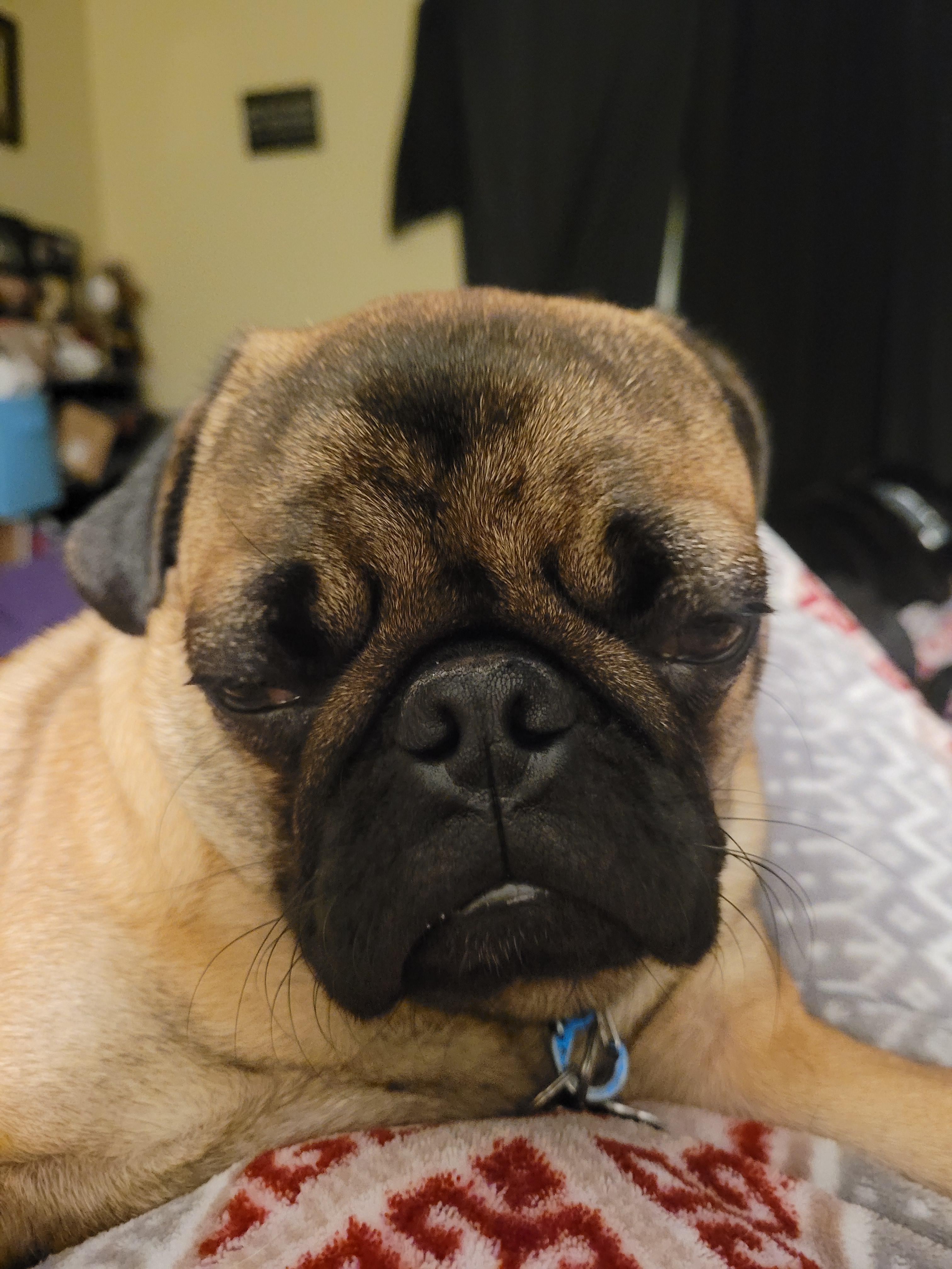 Has your dog ever ate your glasses. Cause this little turdmuffin did last week. r/pugs