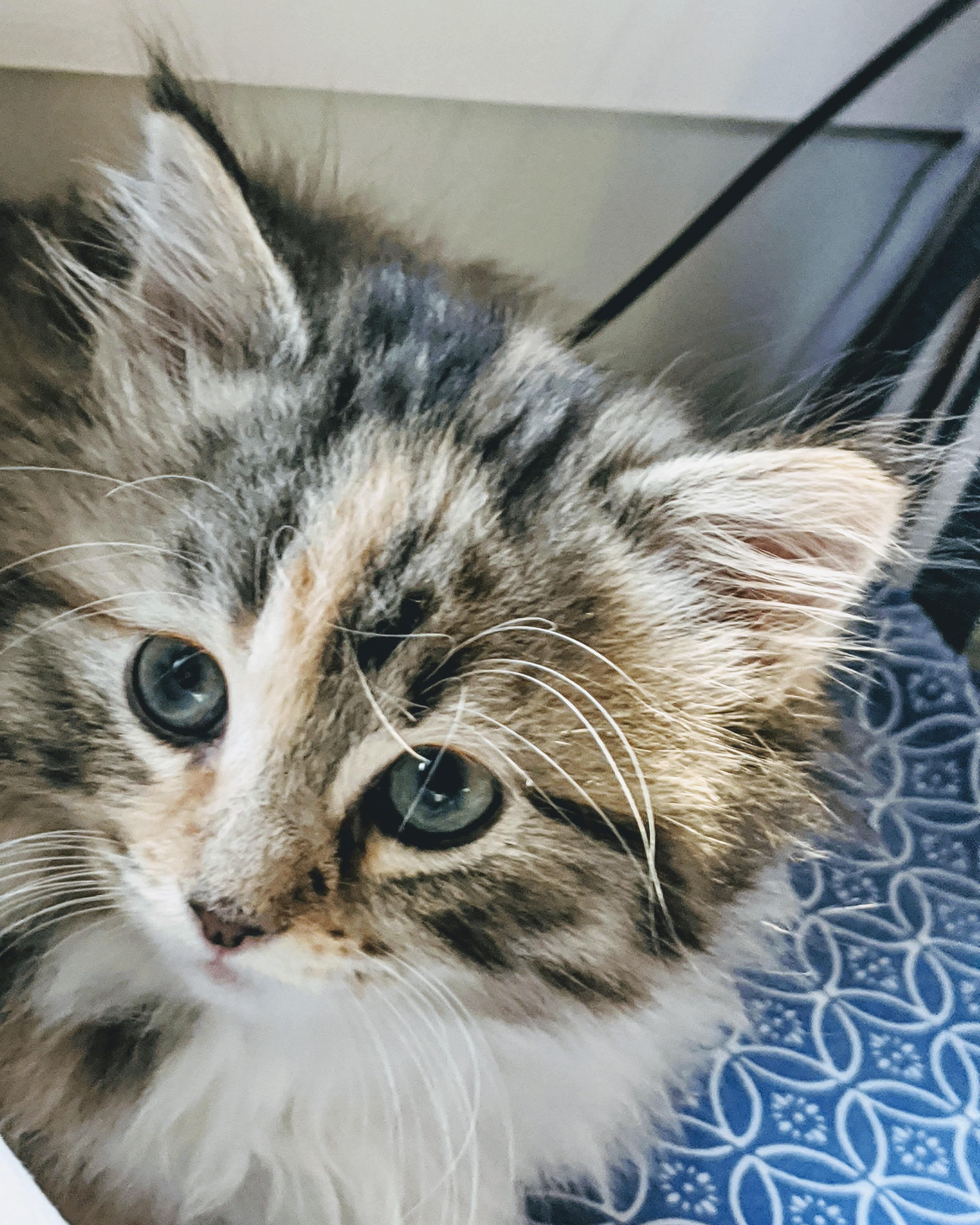 Our bran new beautiful girl Juniper cats