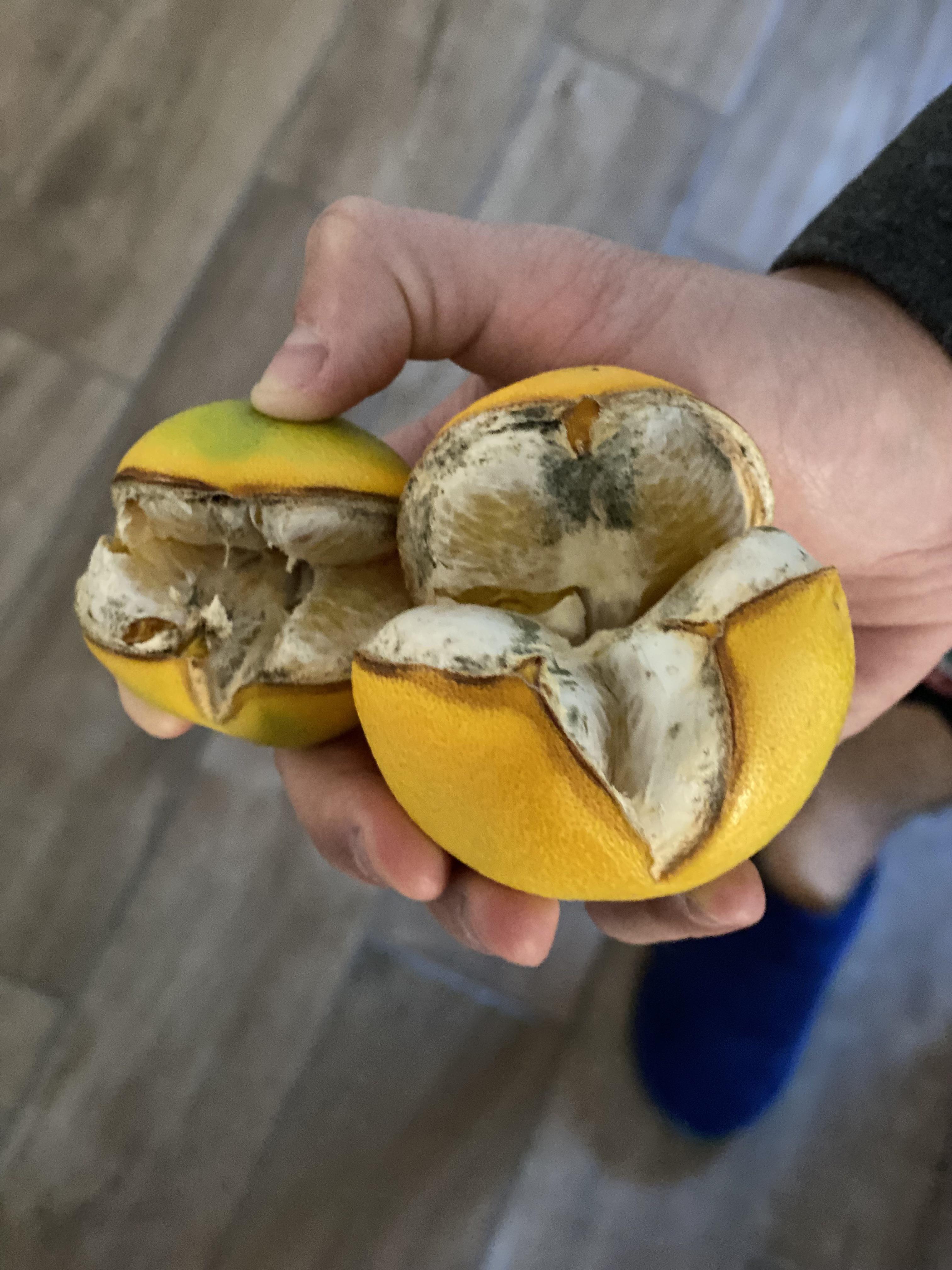 Why are my oranges splitting at the bottom (still on the tree)? r