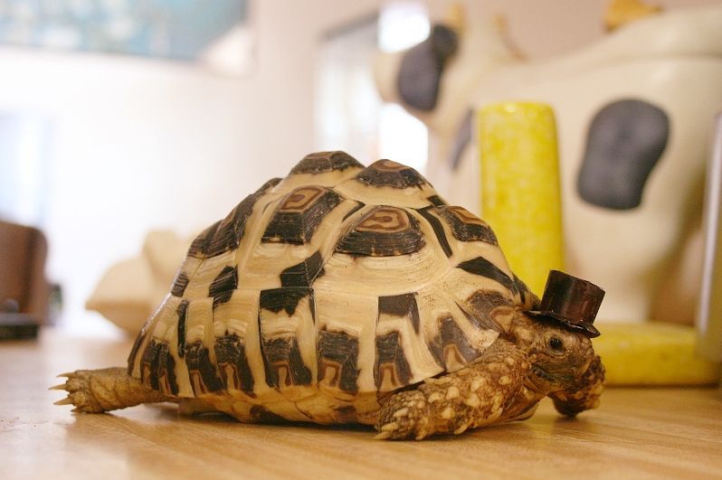A turtle with a hat funny