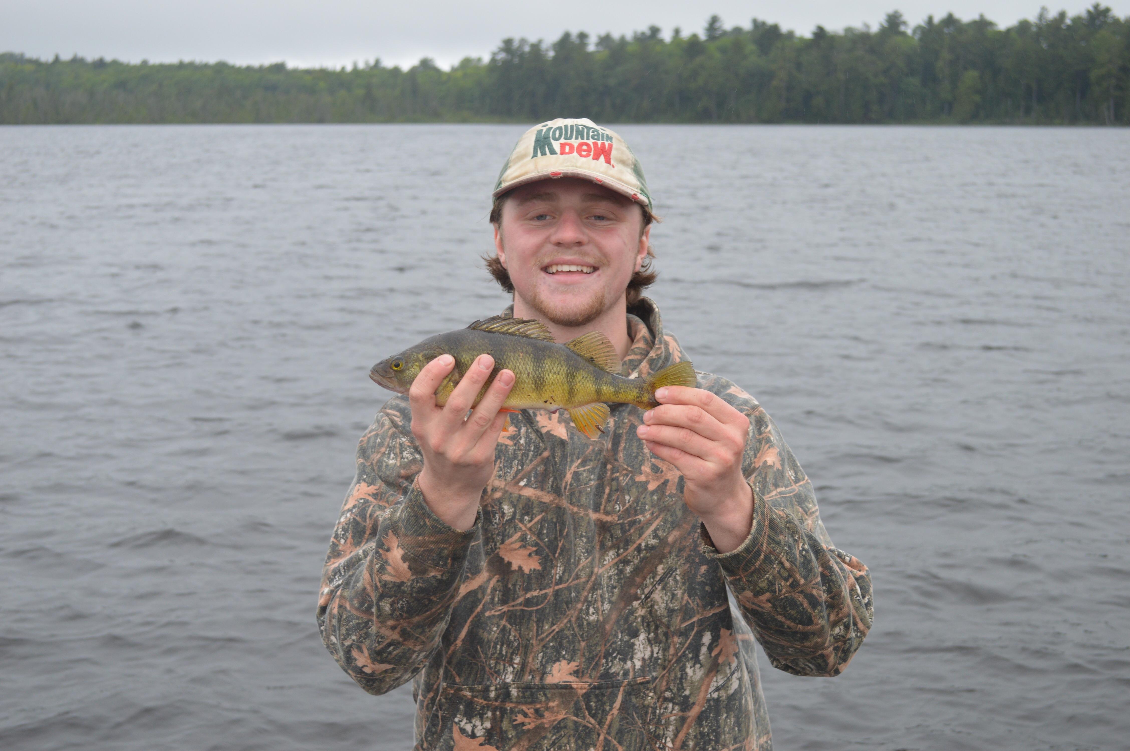 Caught perch like these for days up in the northernmost part of the