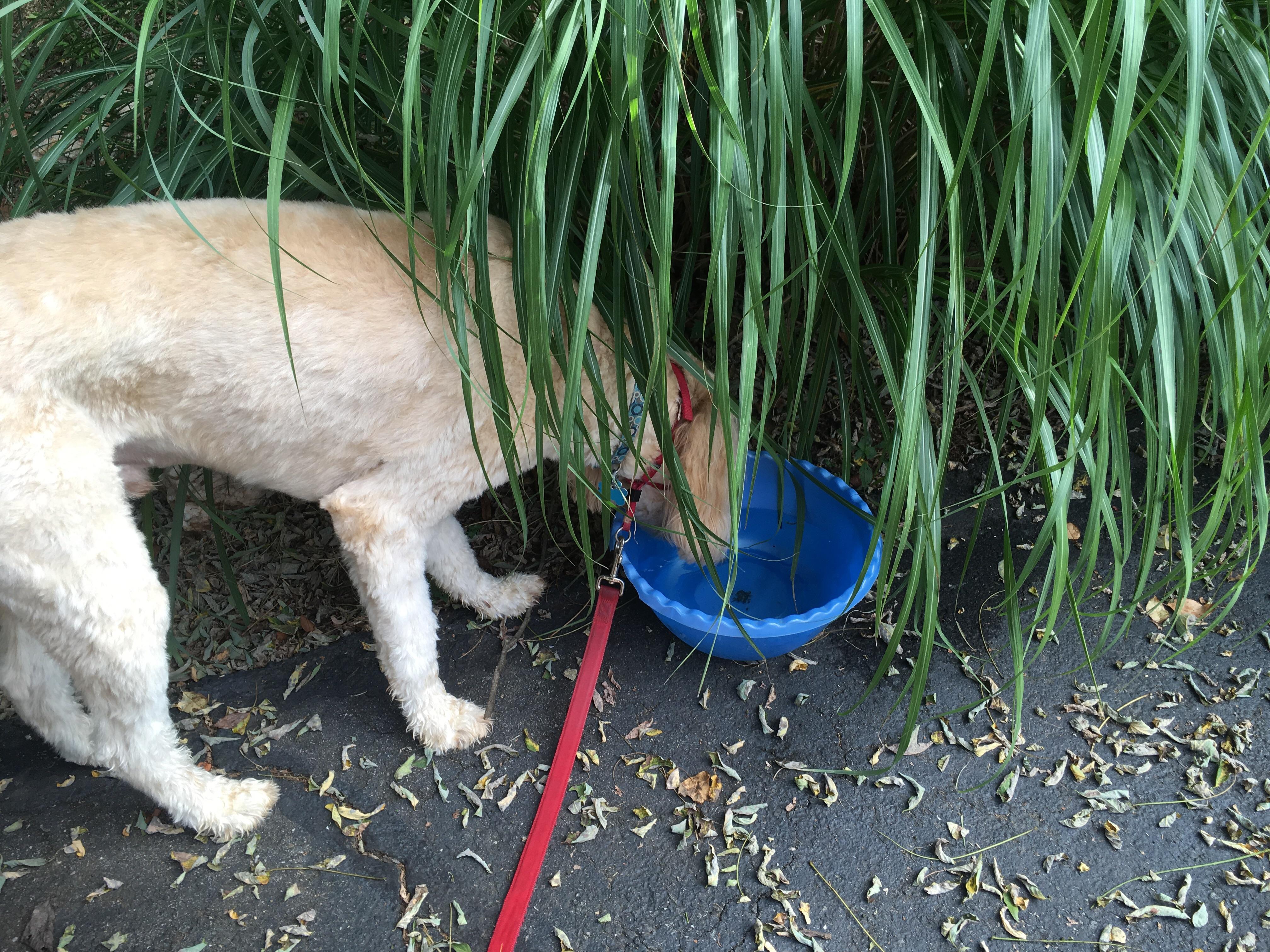 One of my neighbors puts out a fresh bowl of water every day for all