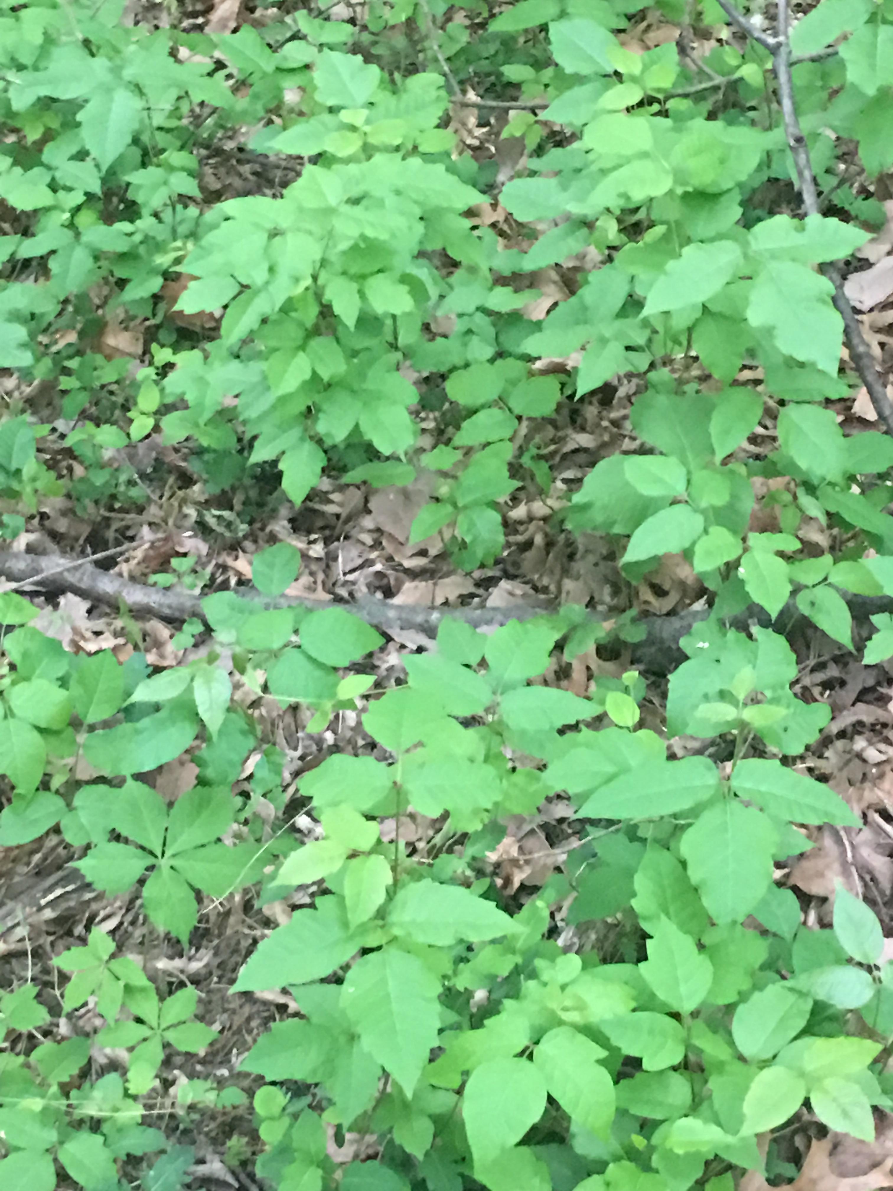 Friendly reminder. When you follow deer trails they dont cate if you