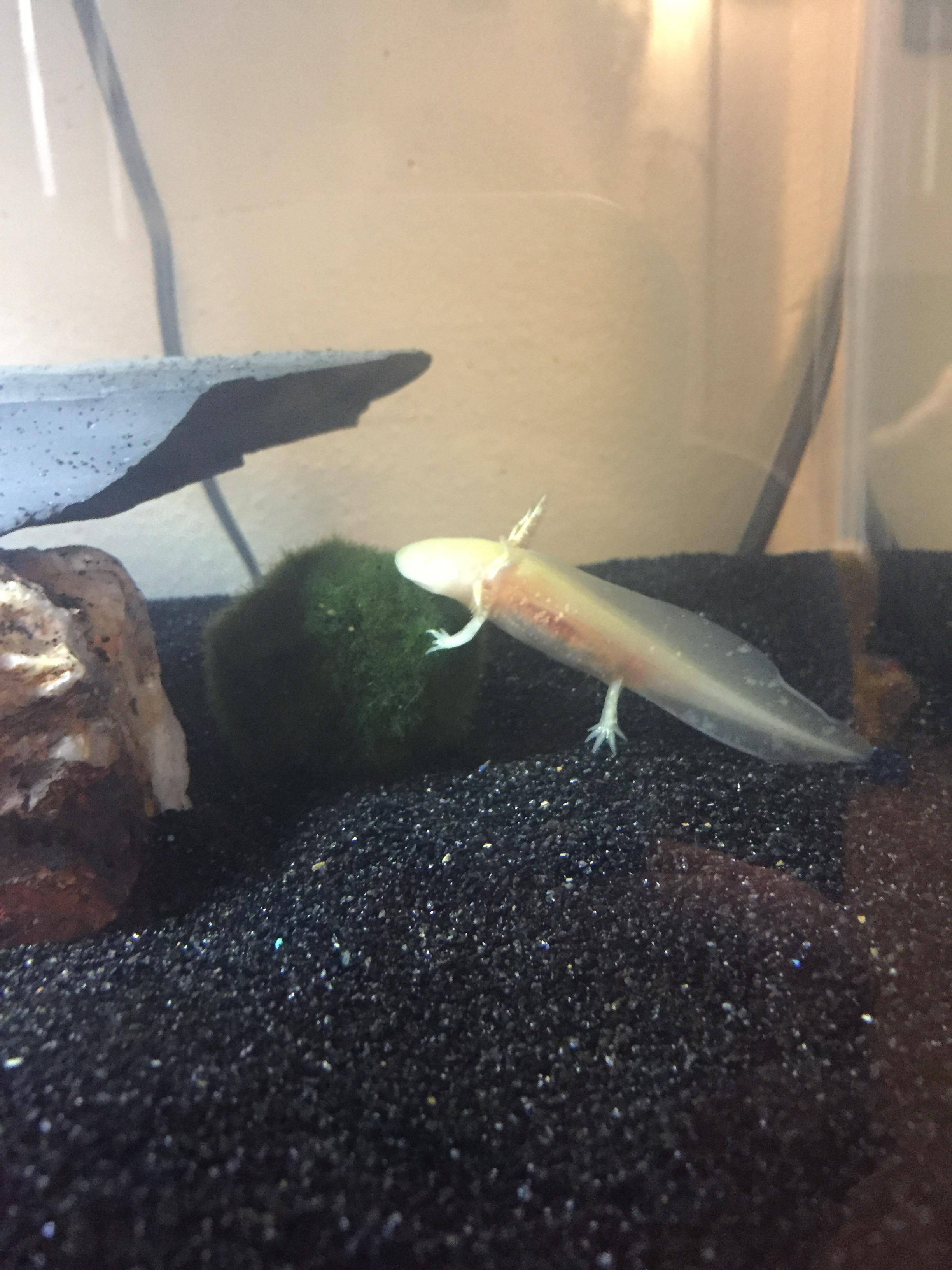 AK on her moss ball r/axolotls