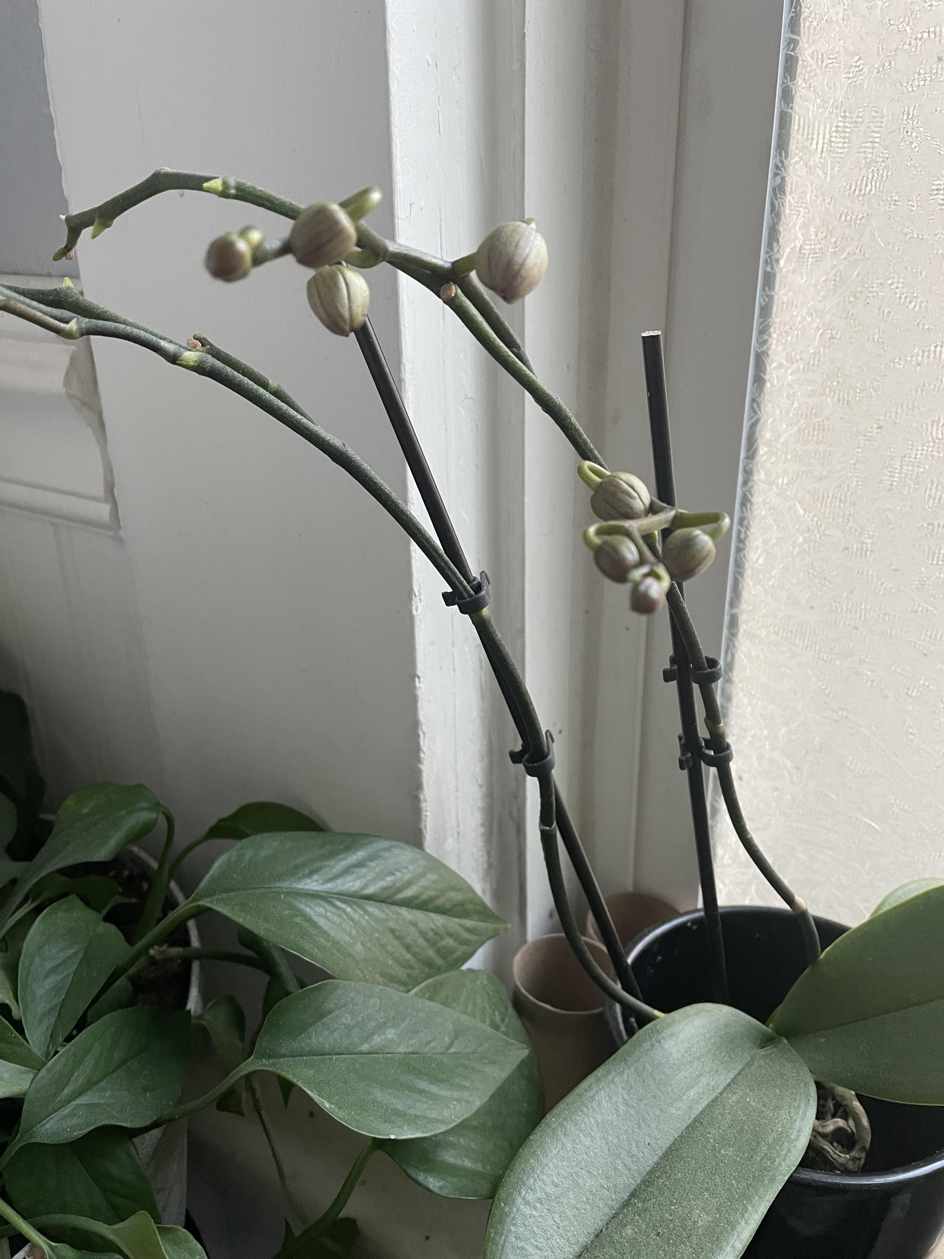 Shortly after bringing it home the blooms started to wilt. Cleared out