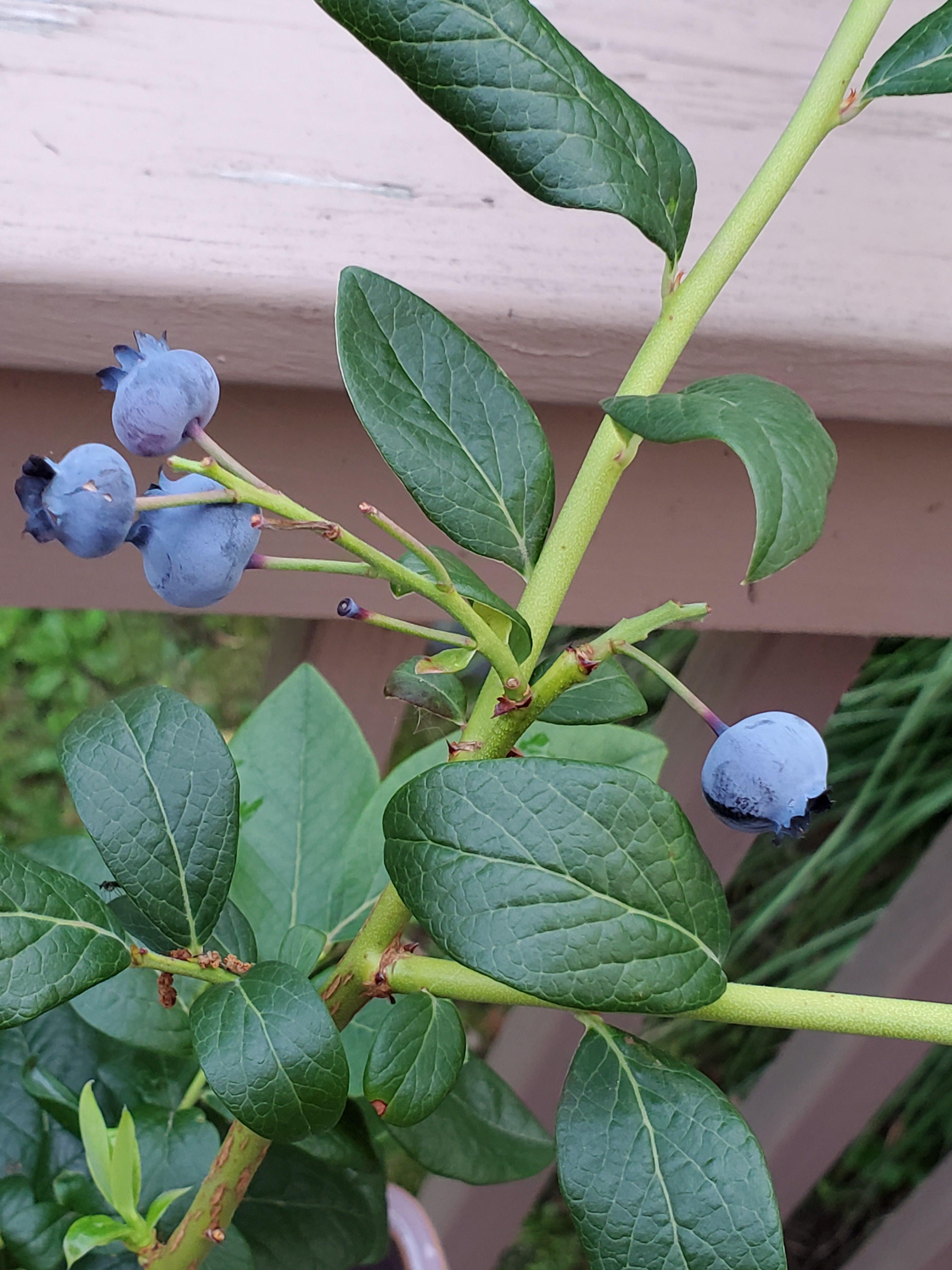 My blueberry bush's first harvest r/gardening