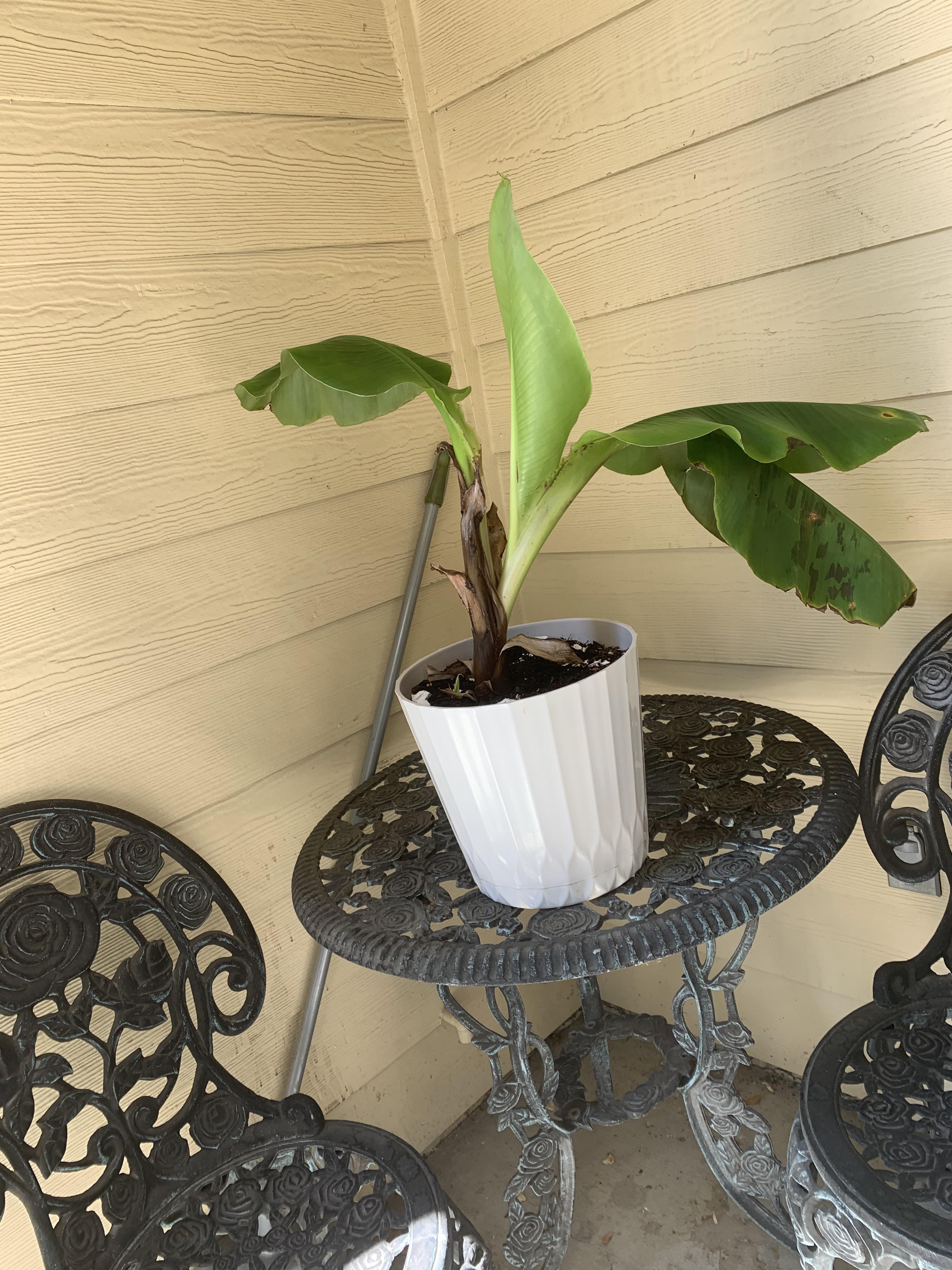 Why is my banana plant splitting? r/plantclinic