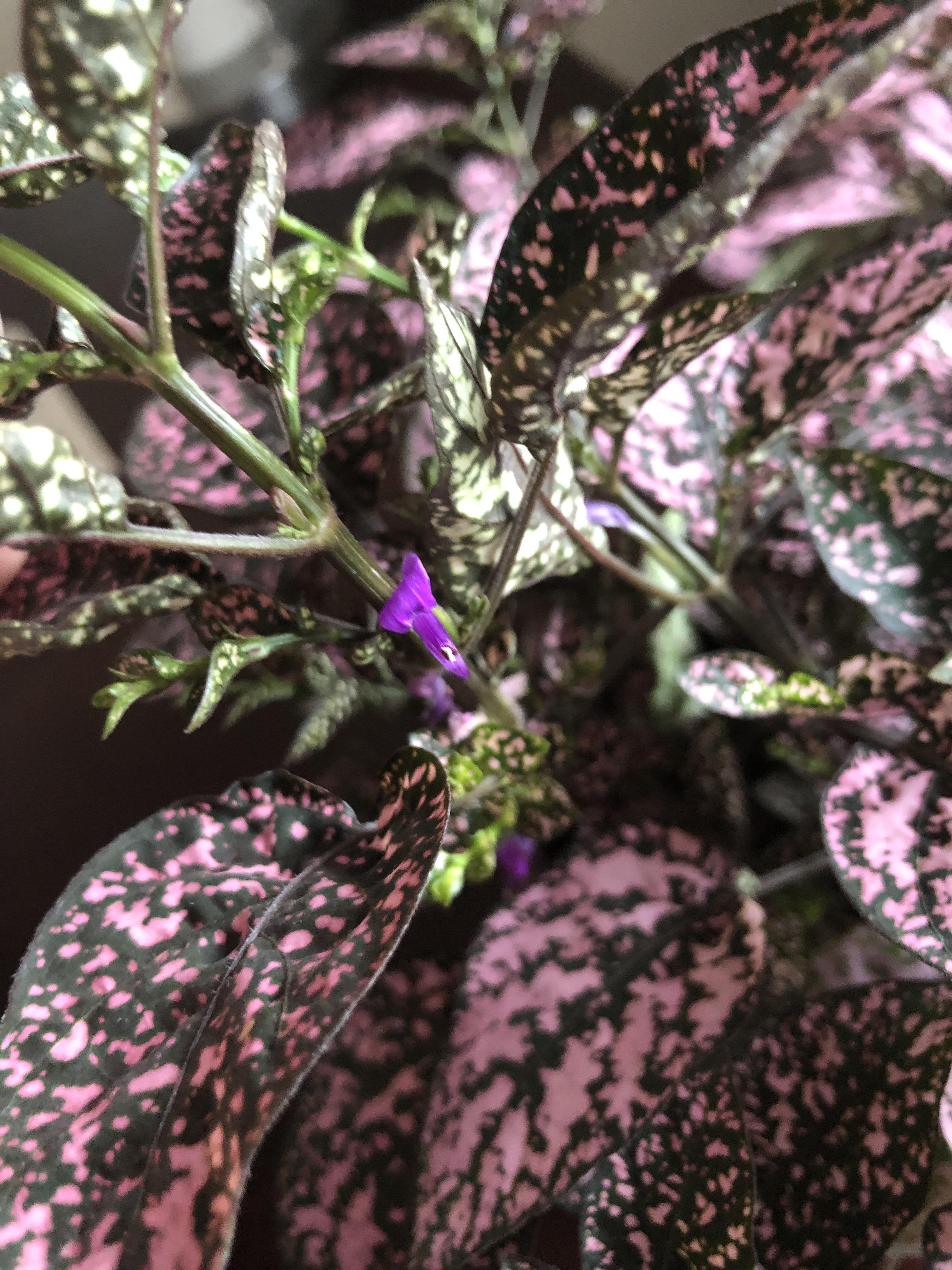 Polka Dot Plant Purple Flowers Sakura Tucson