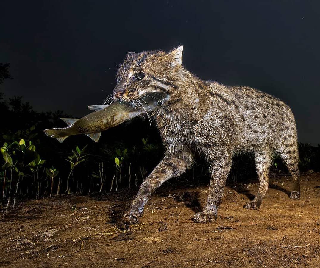 🔥 Fishing cat with a meal 🔥 r/NatureIsFuckingLit