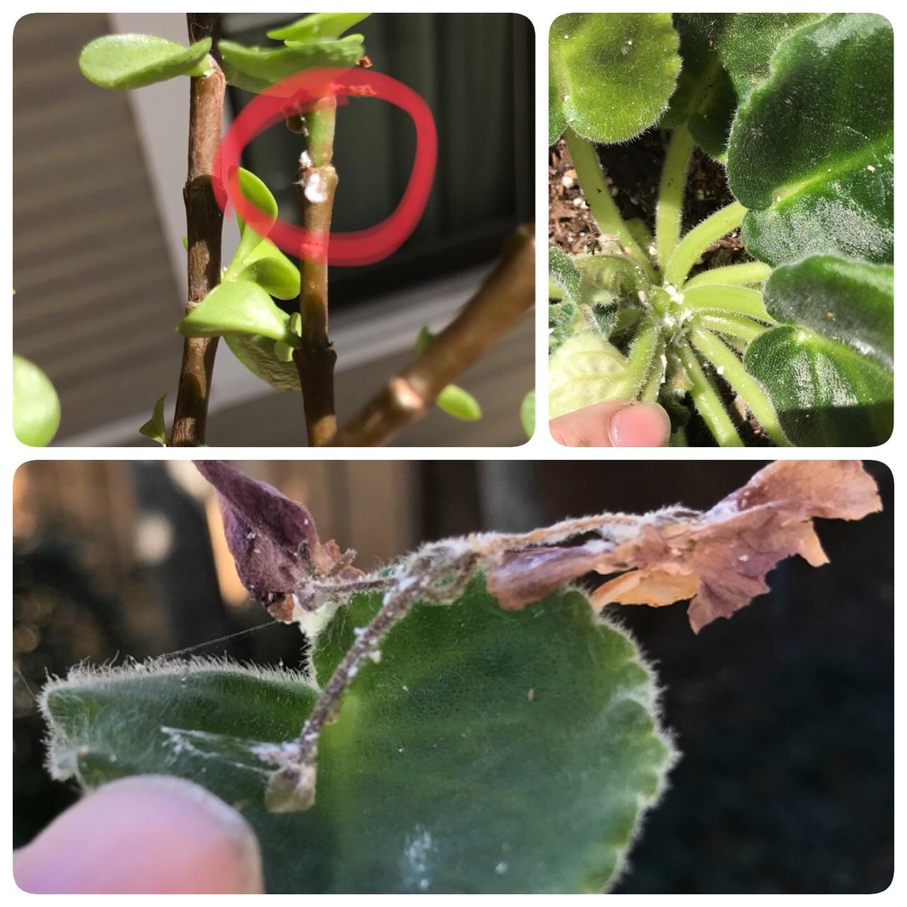 Powdery Mildew? r/houseplants