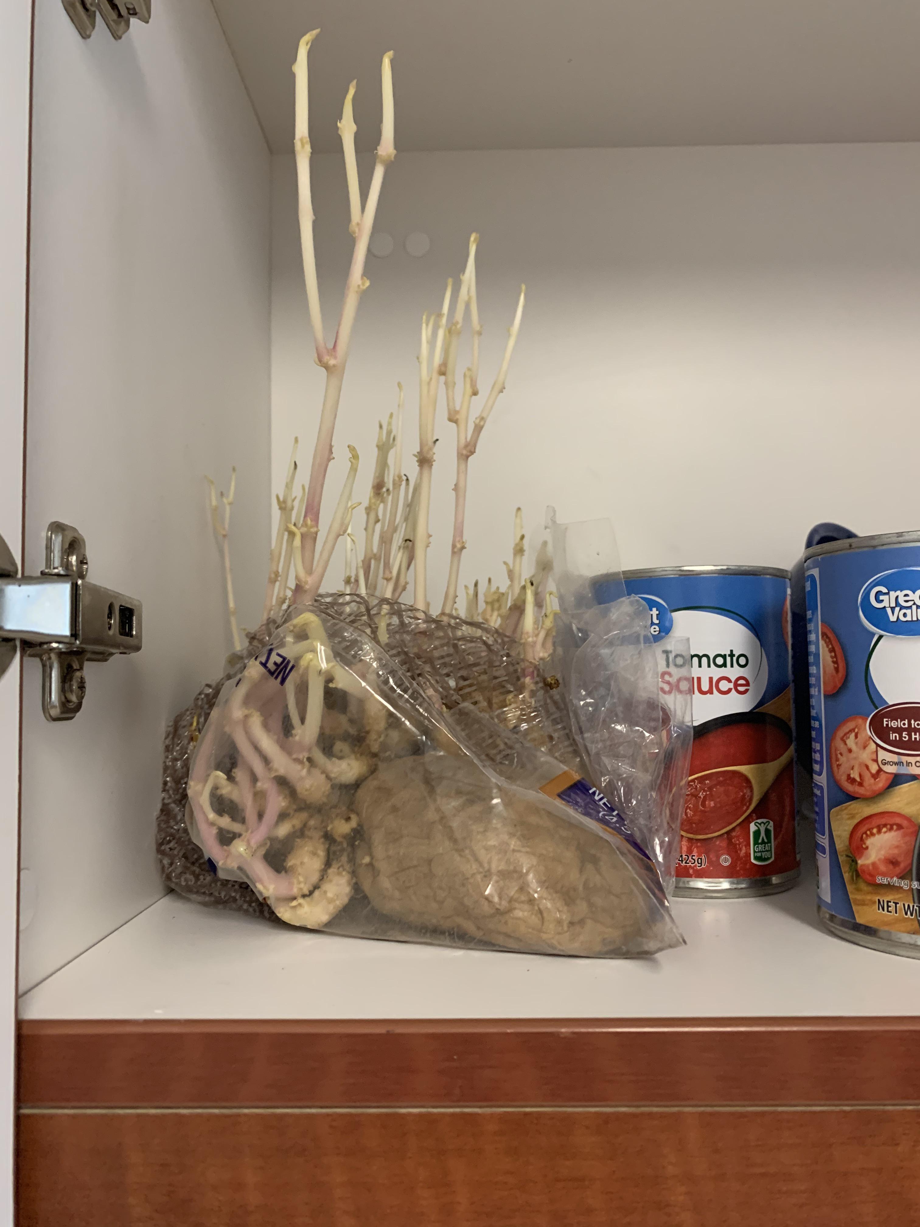 Found some old potatoes in the cupboard... r/mildlyinteresting