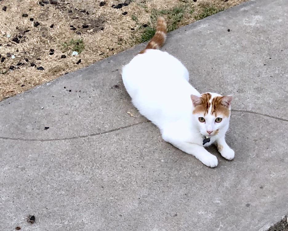 The cleanest cat I’ve ever seen. It’s not mine just hanging outside r