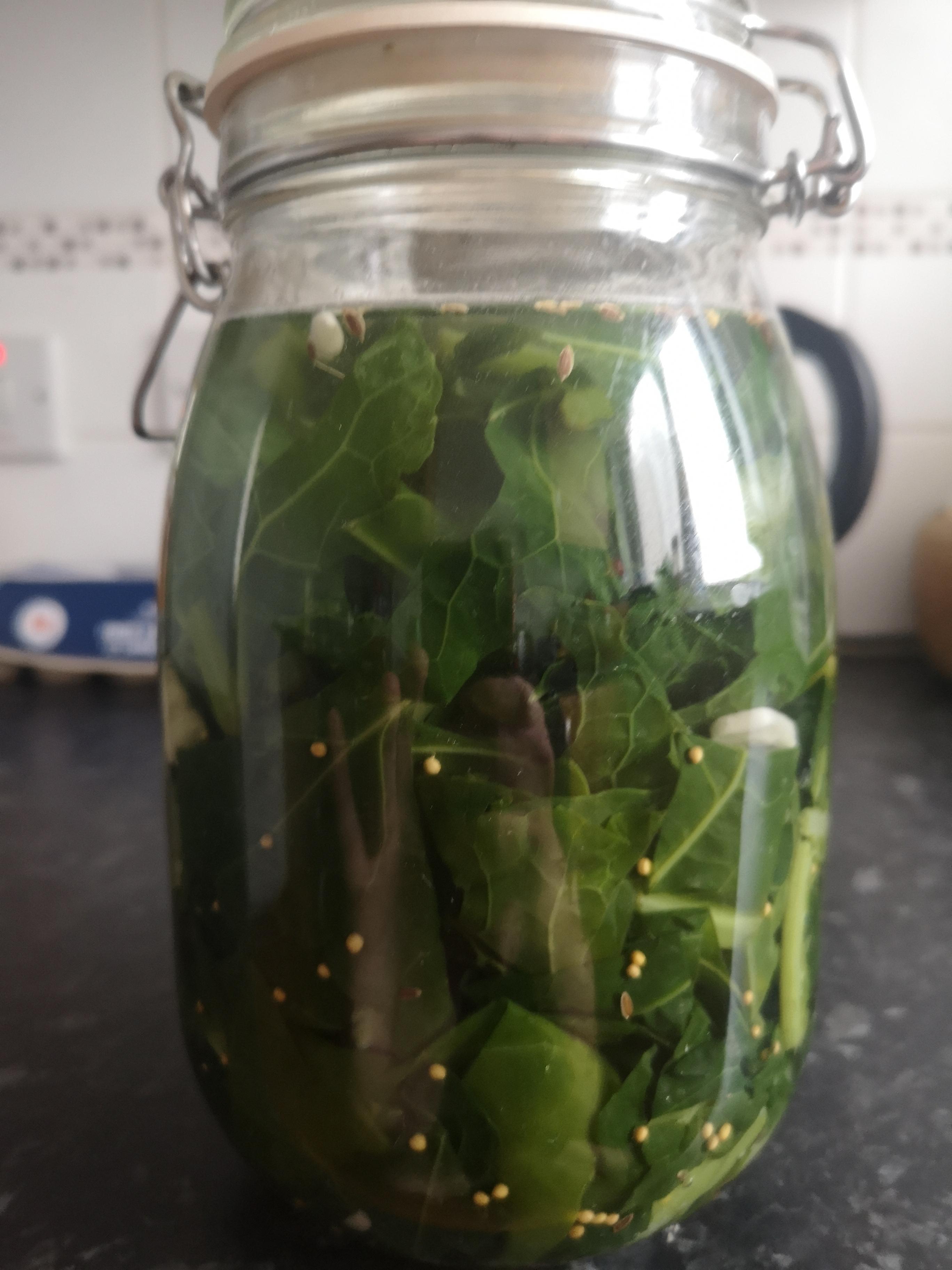 Spring greens(UK) in the brine. Blanched the cabbage and added bay leaf, mustard seeds, dill