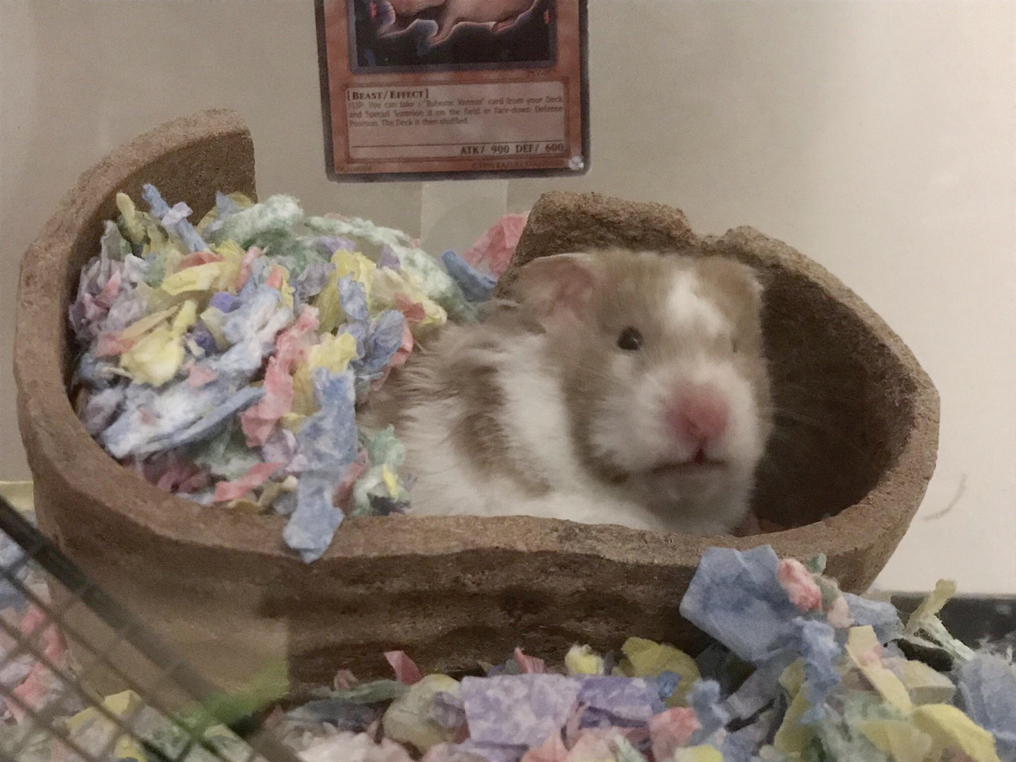 why do u keep flipping your house!!!! r/hamsters