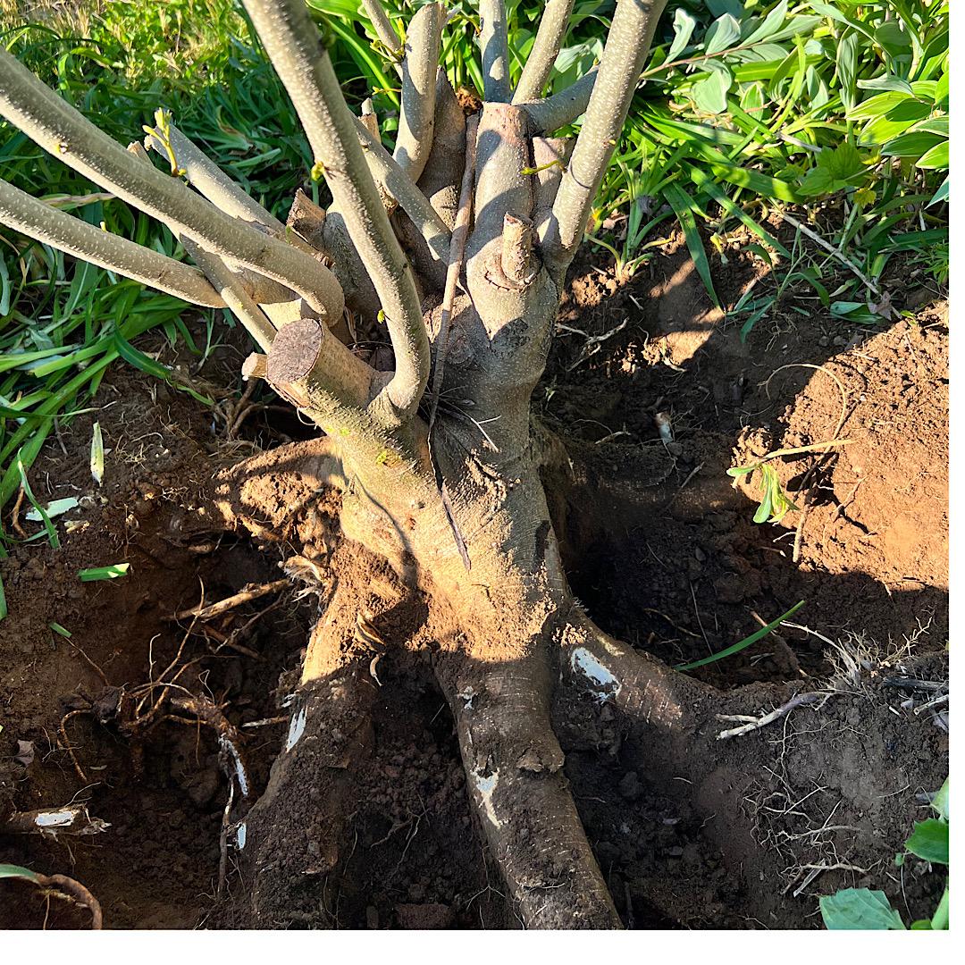 Before I scrap this.Would the tree of heaven make a good bonsai? r/Bonsai