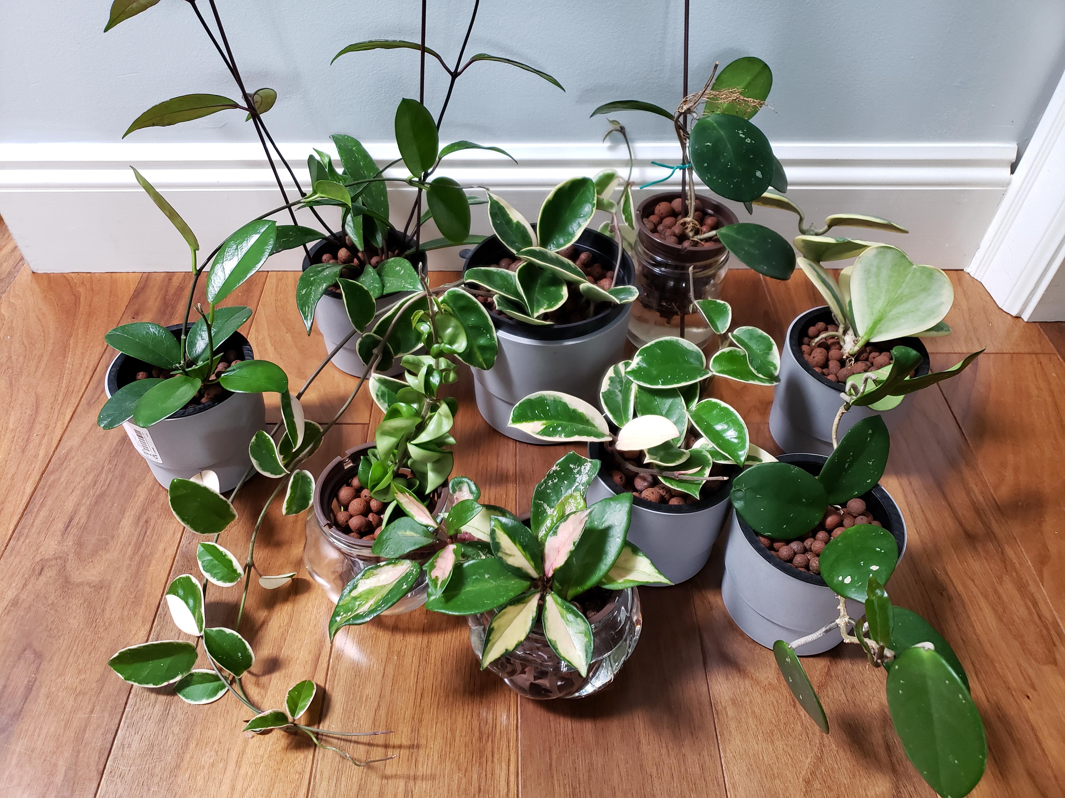 I switched most of my houseplants to semi hydroponics. Here's my collection of Hoyas in LECA