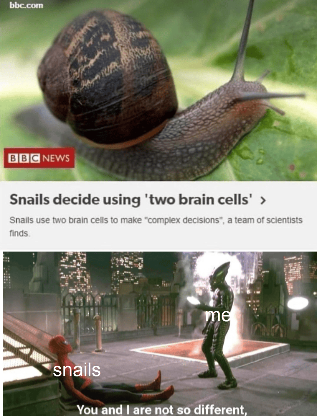 Maybe i am a snail memes