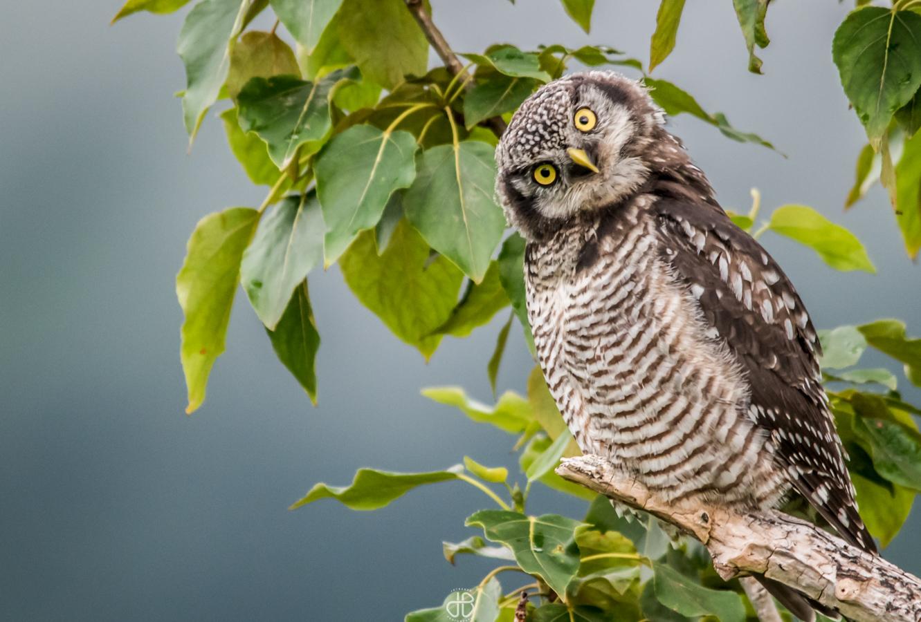 Northern Hawk Owl watching me photograph her babies, Kodiak AK r
