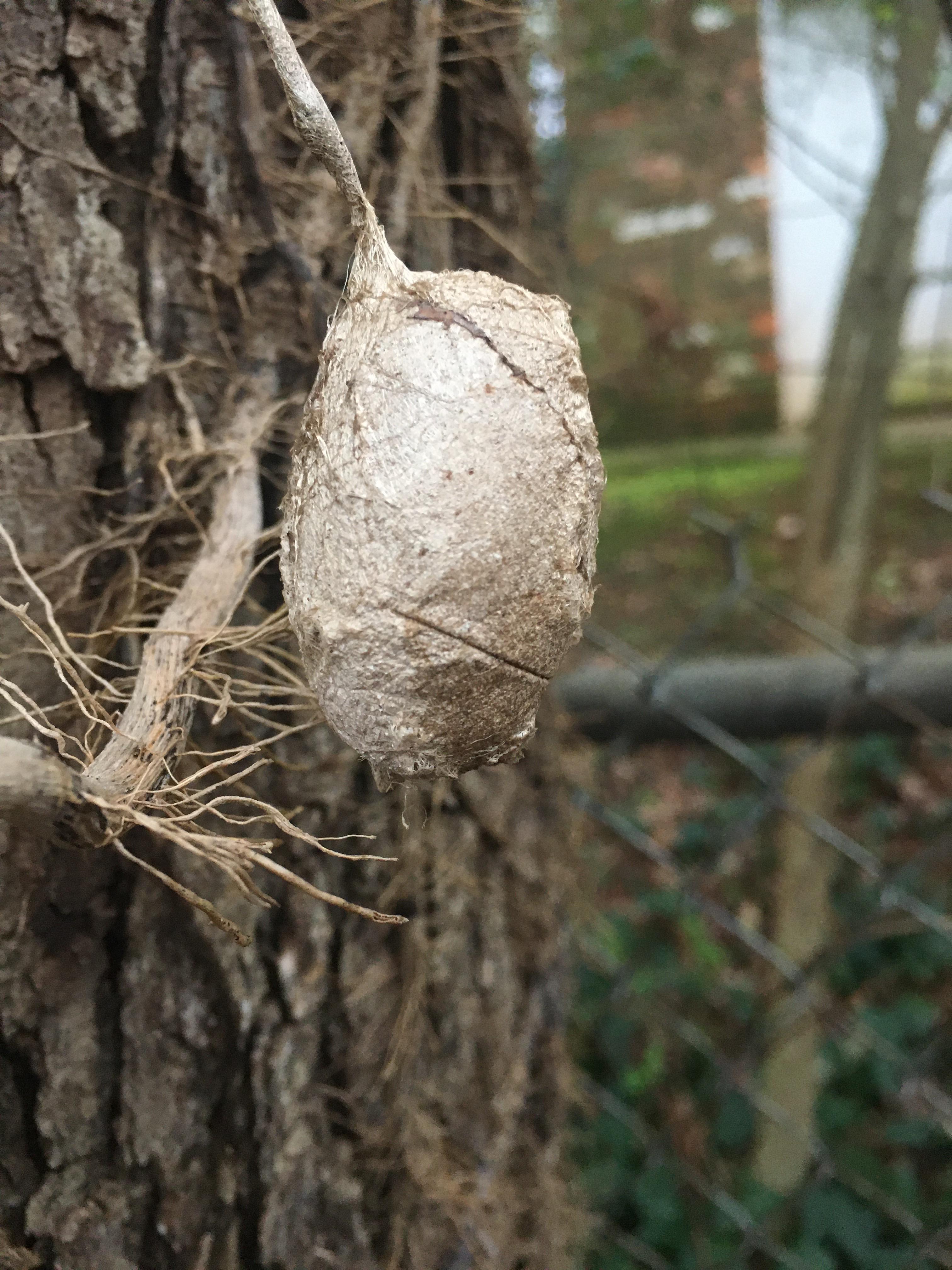 polyphemus moth Cocoon? How long until it emerges ? r/moths
