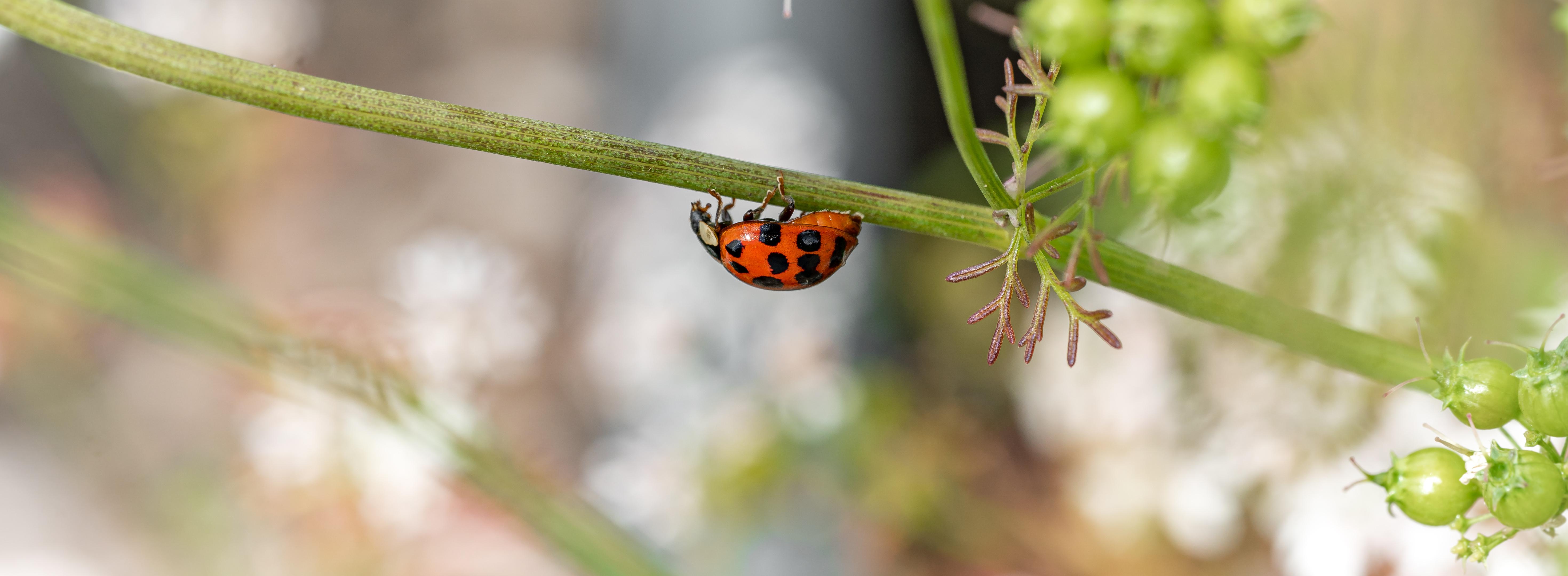 Driving to Oregon to avoid sales taxes on large purchases? eastside